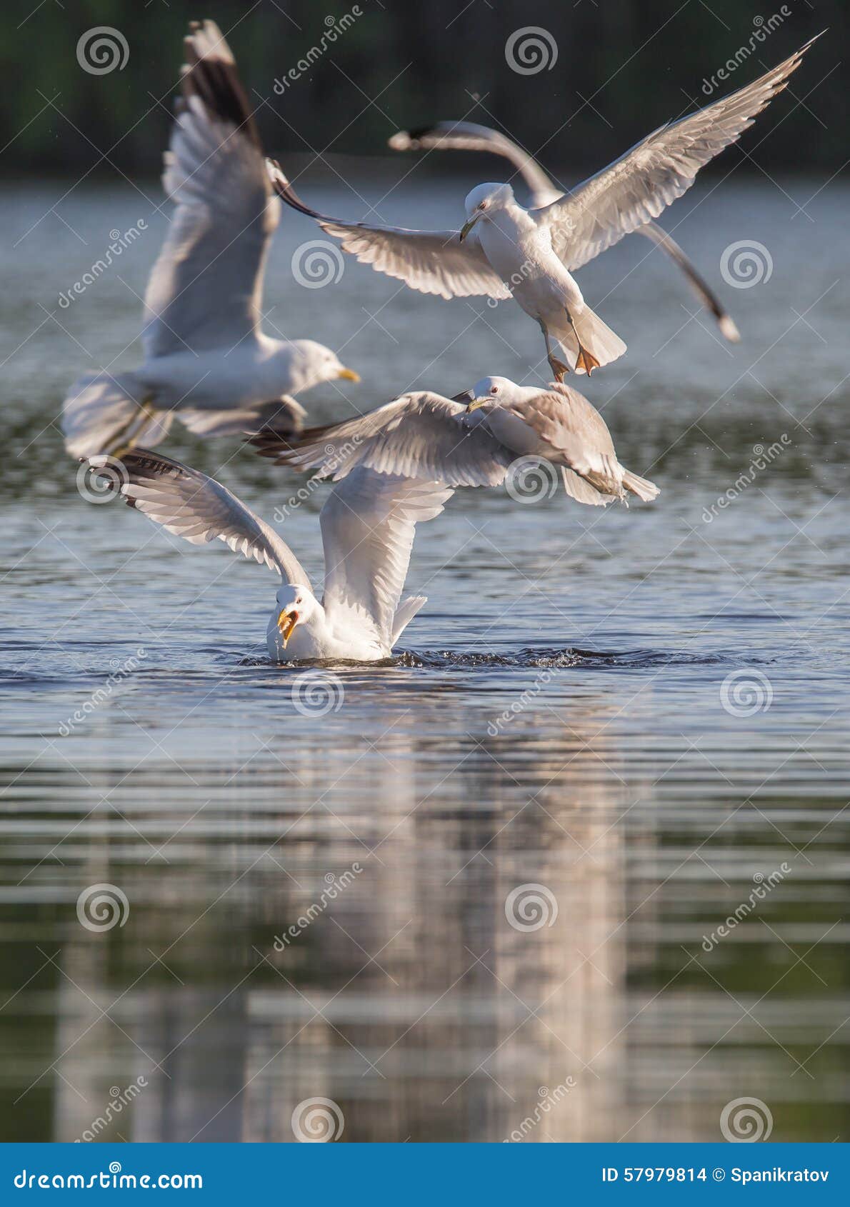 Hunting gull stock photo. Image of seagull, nature, wild 57979814