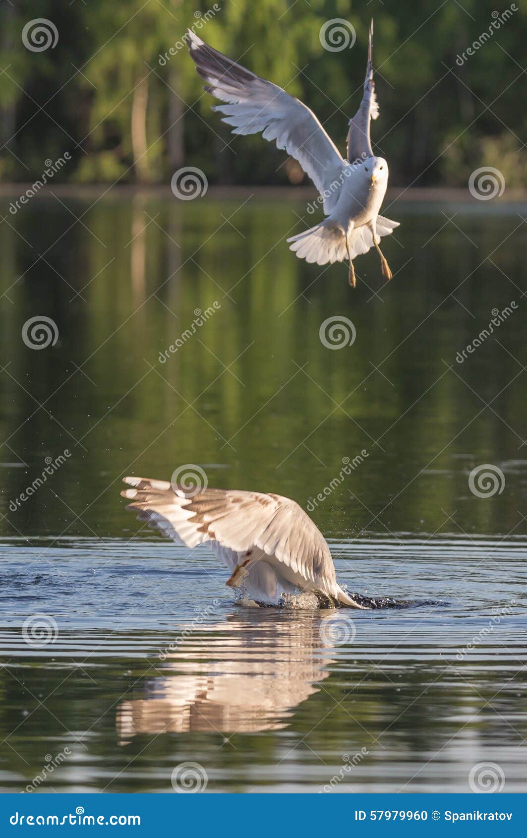 Hunting gull stock photo. Image of flight, silver, moscow 57979960
