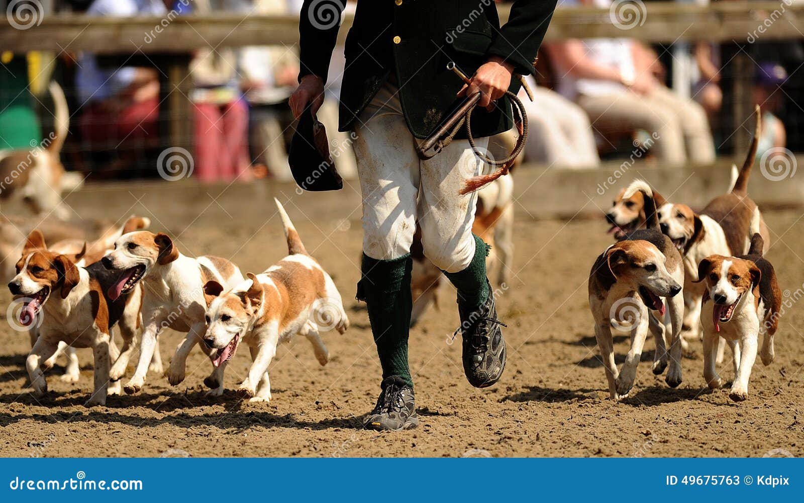 Hunting hounds stock image. Image of london, british 49675763