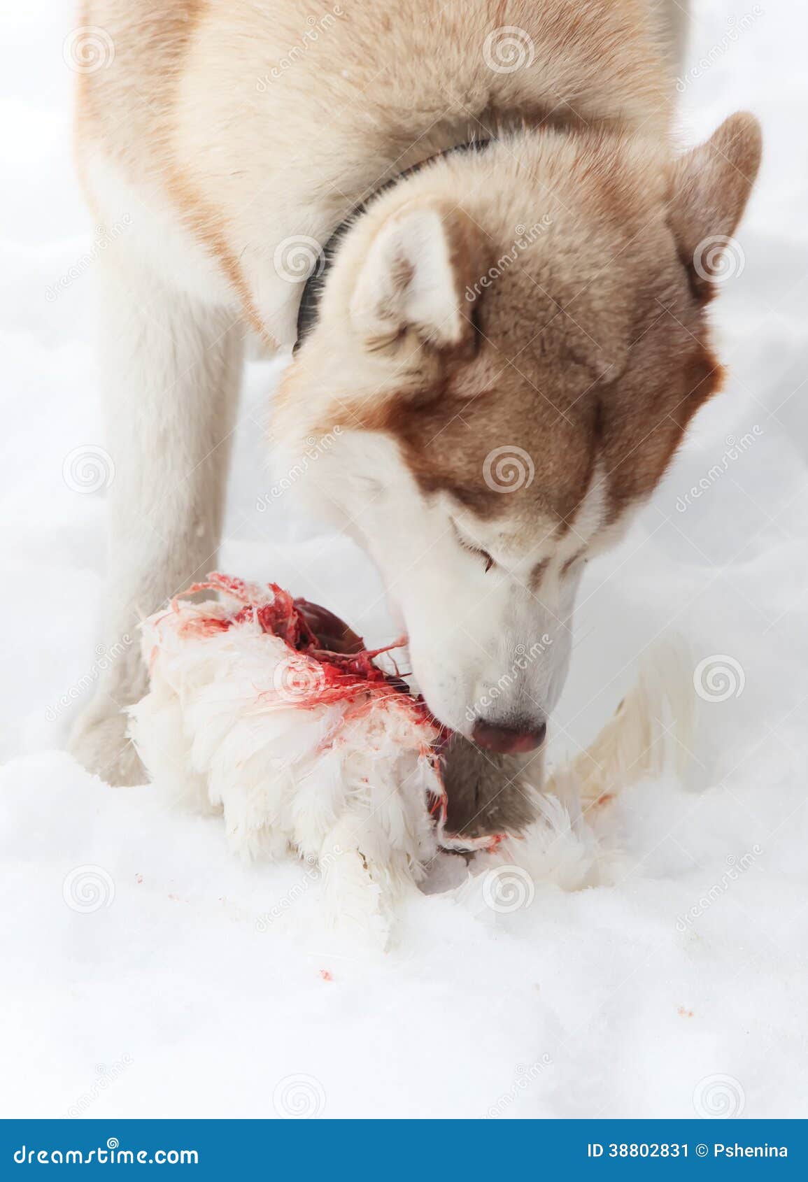husky hunting