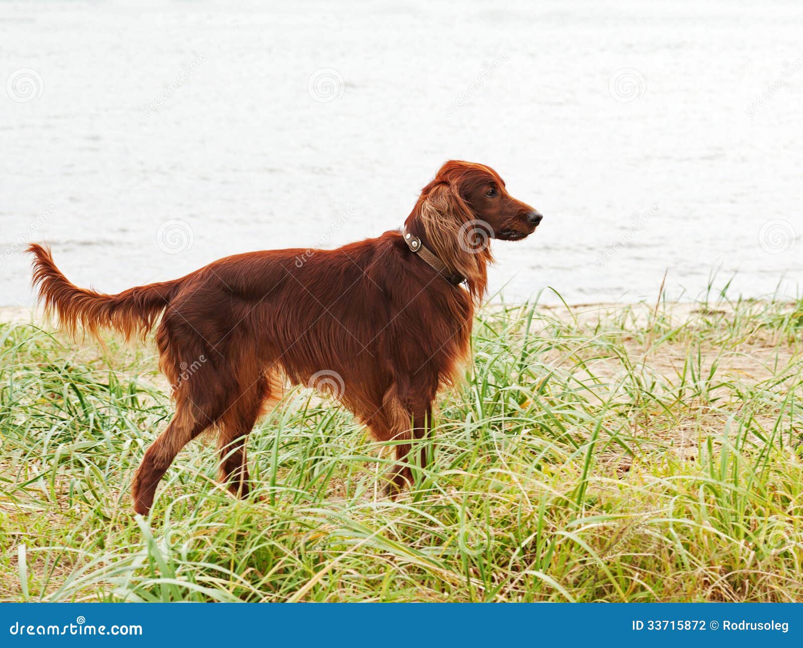 Hunting Irish Setter Standing in the Grass. Stock Photo - Image of