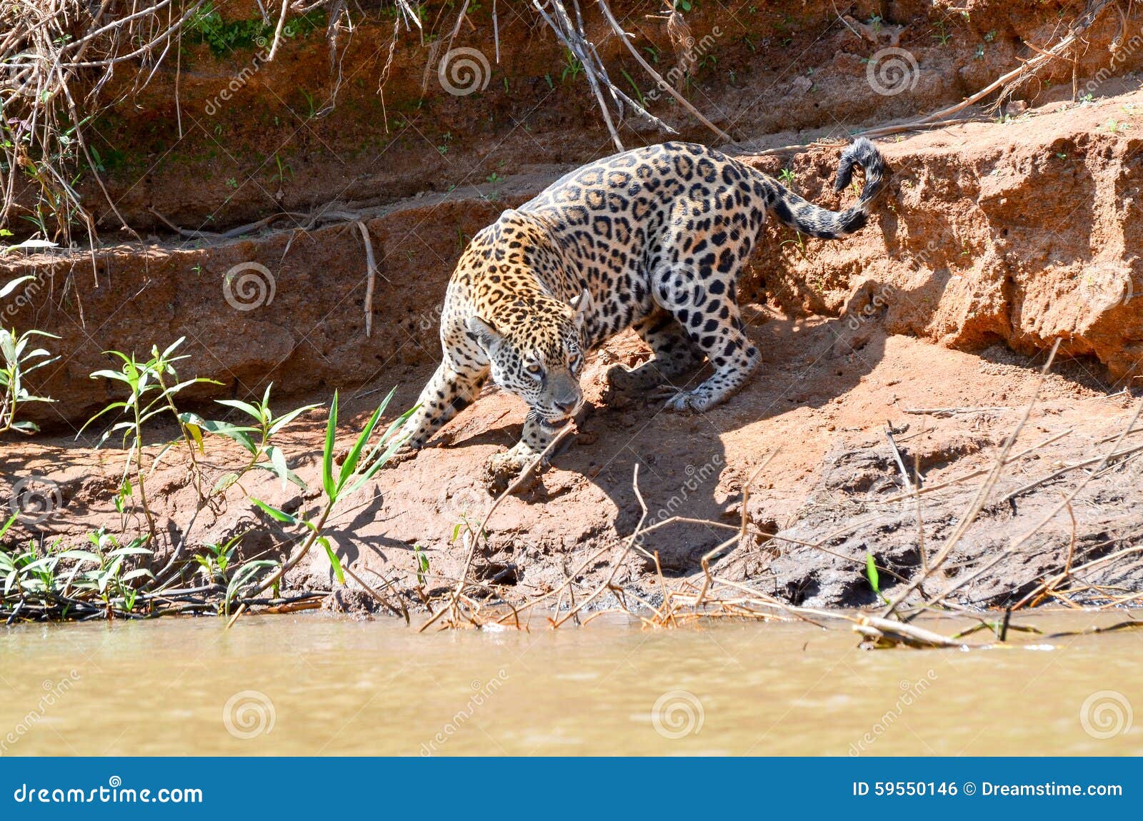 Hunting jaguar stock photo. Image of meal, prey, next 59550146