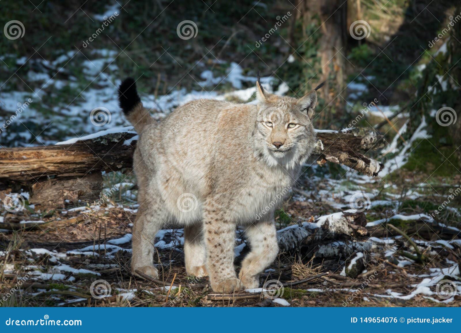 Hunting Lynx in Winter Forest Stock Photo - Image of eurasian, mammal ...