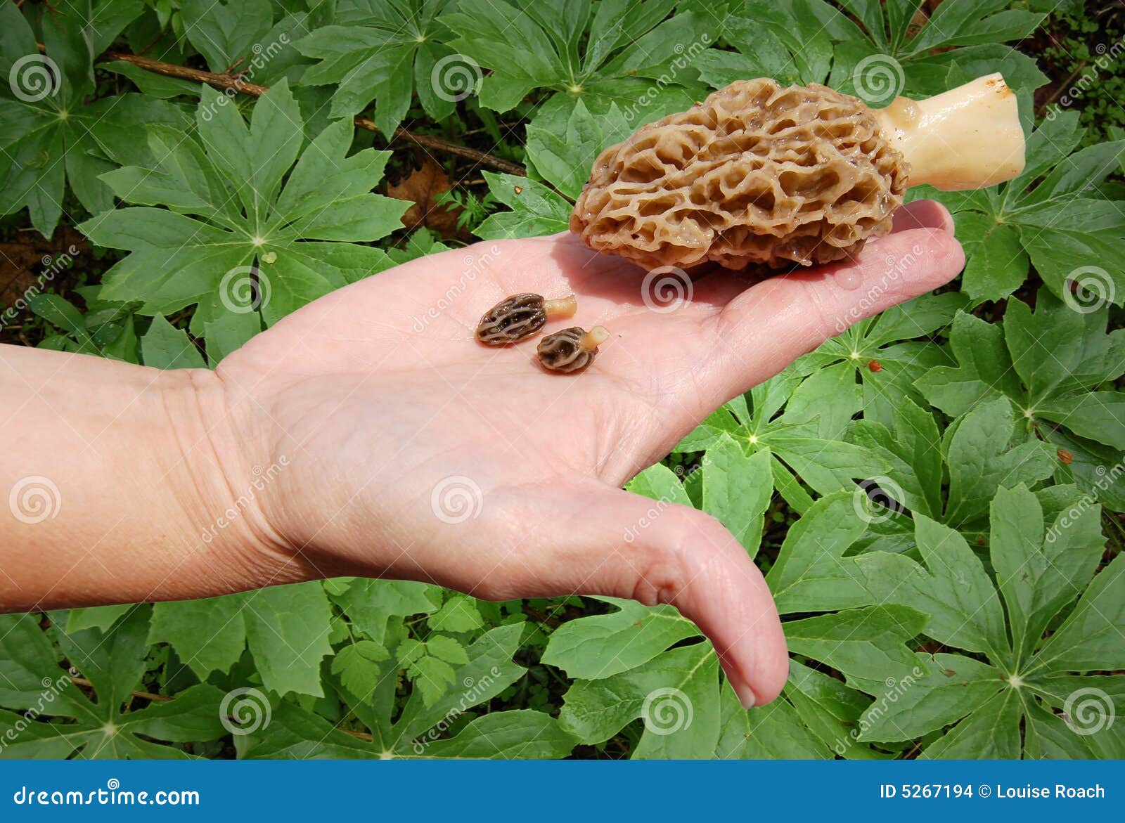 Hunting for Morel Mushrooms Stock Photo Image of look, large 5267194