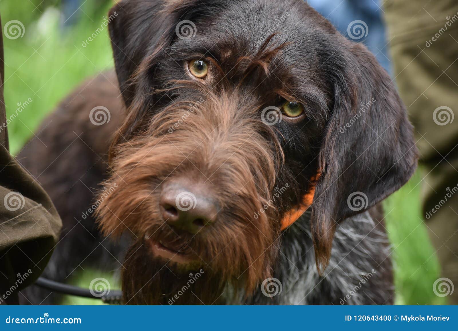 German Wire-Haired Pointer