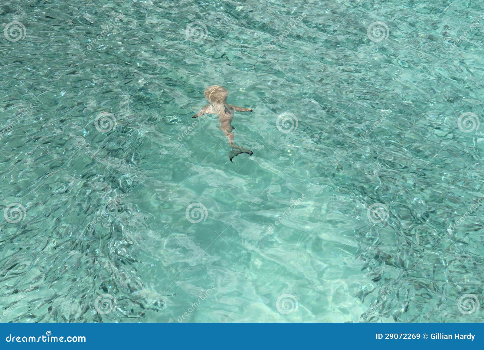 Hunting Shark 2023: Hungry Sea Monster download the last version for android Hunting Shark 2023: Hungry Sea Monster download the last version for android