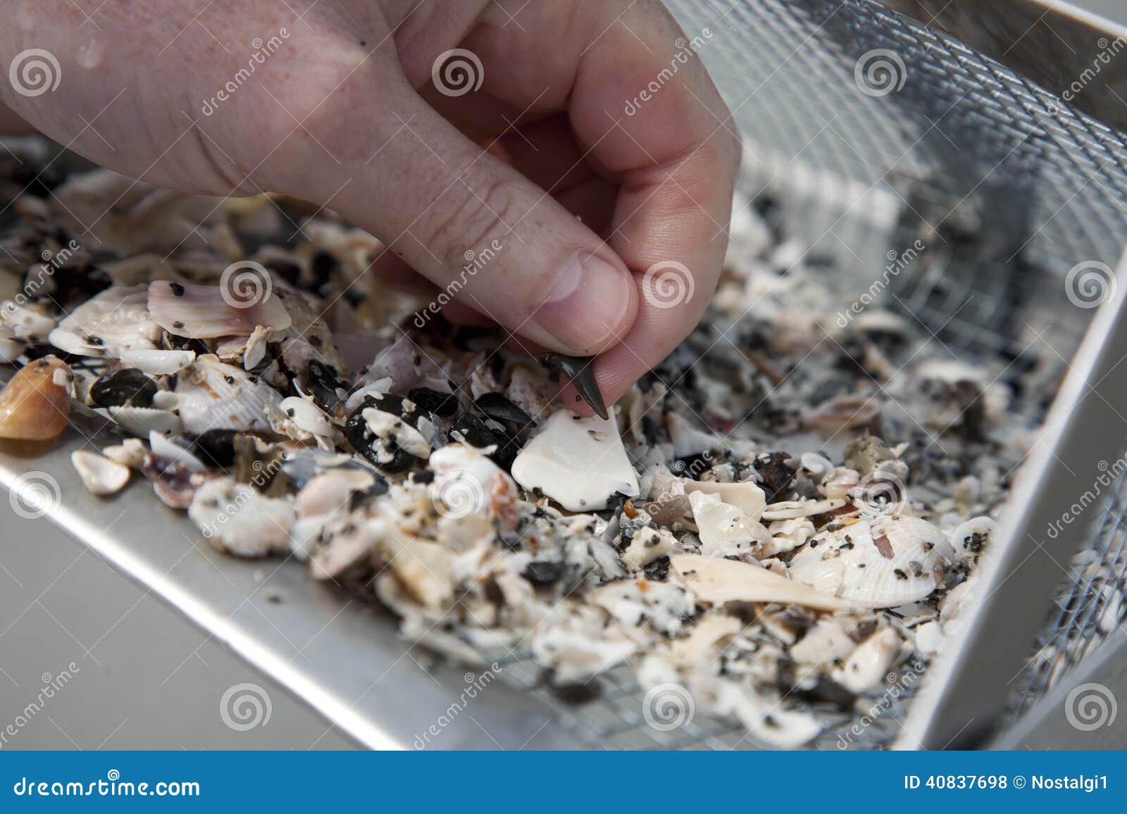 Hunting for Shark Teeth on Venice Beach Florida Stock Photo - Image of