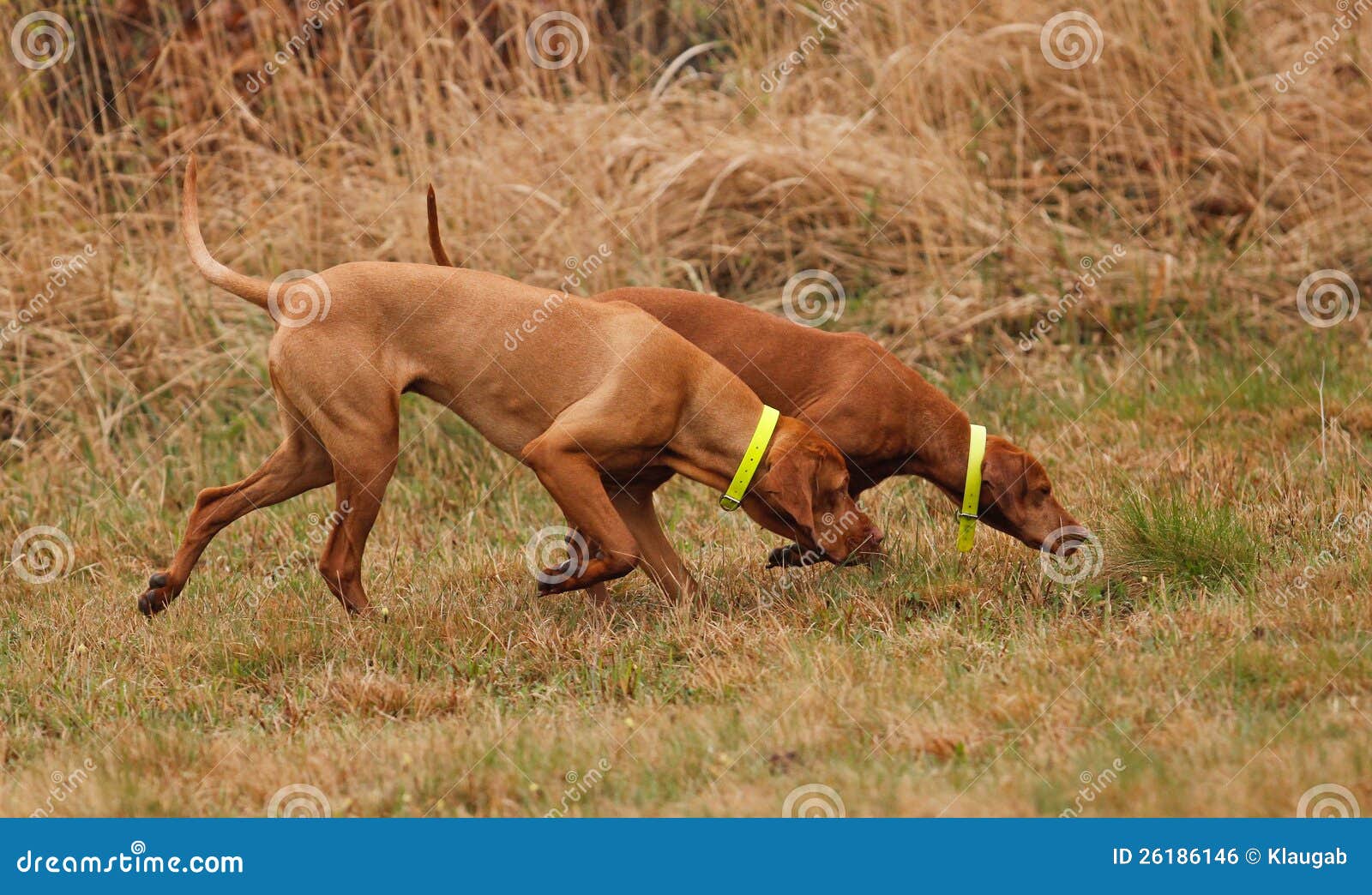 Hunting Vizsla stock photo. Image of magyar, collar, sniffing 26186146