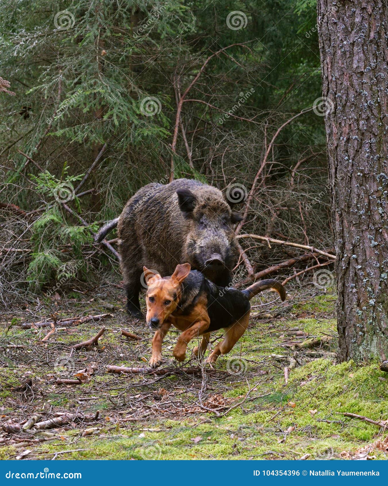 wild boar hunting dog breeds