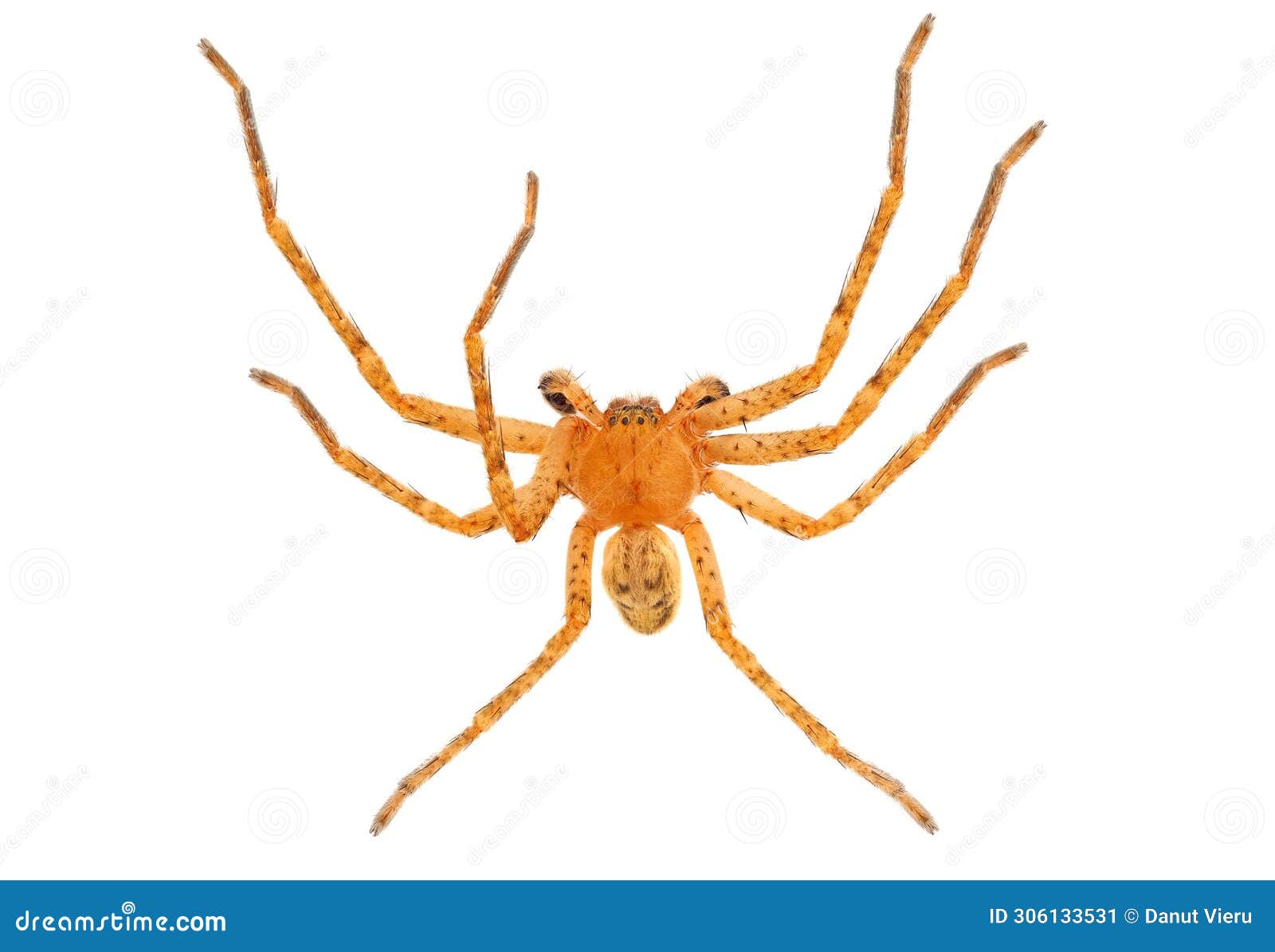 huntsman spider  on white background, olios argelasius