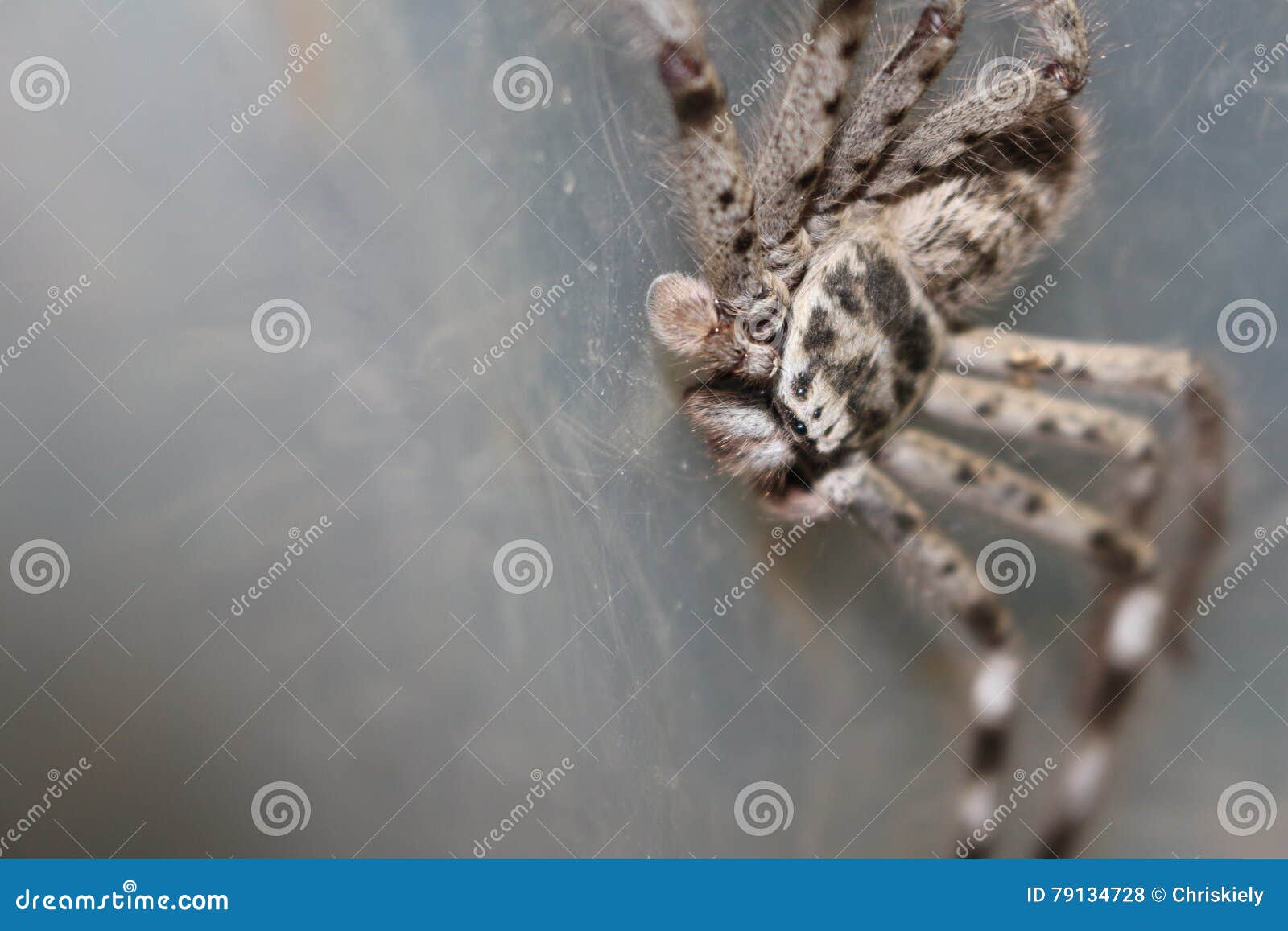Huntsman Spider stock photo. Image of creepy, creatures 79134728