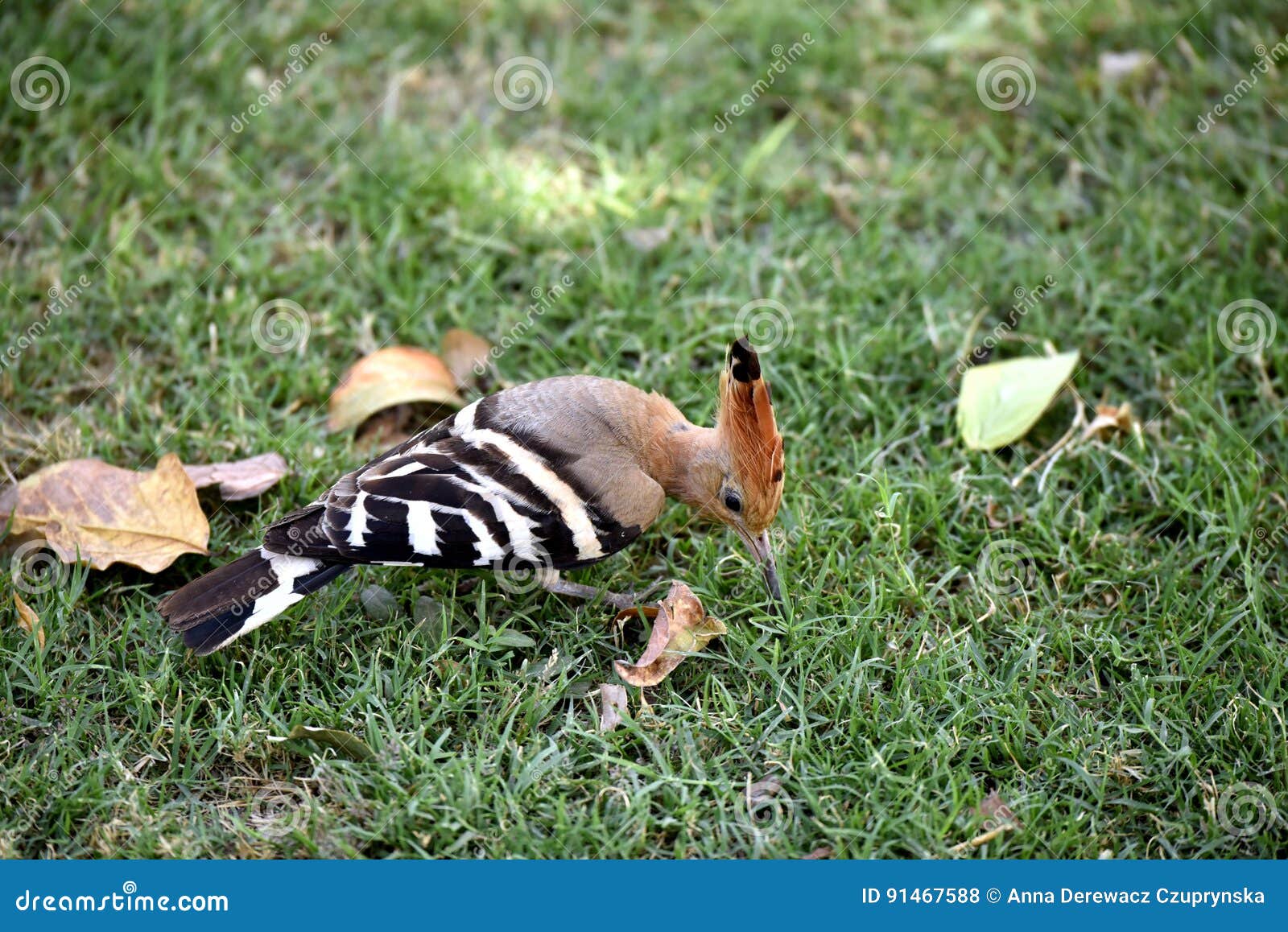 Huppe Doiseau Photo Stock Image Du Amis Coloré Sabot
