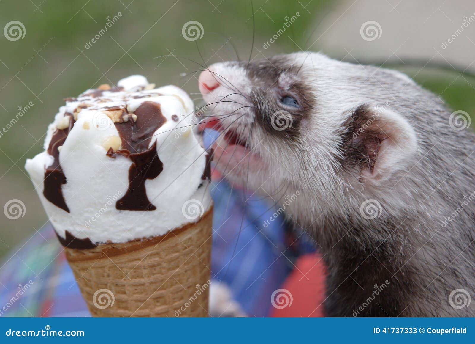 Hurón con helado imagen de archivo. Imagen de placer - 41737333, image size:1600x1157