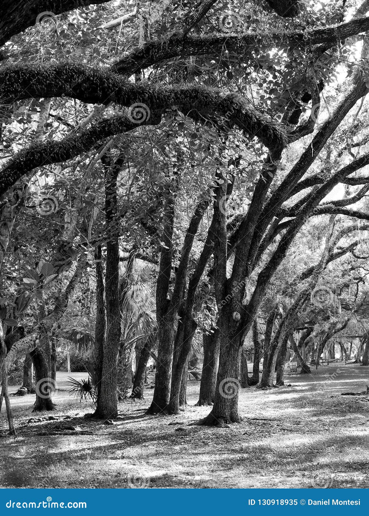 hurricane bent oak trees