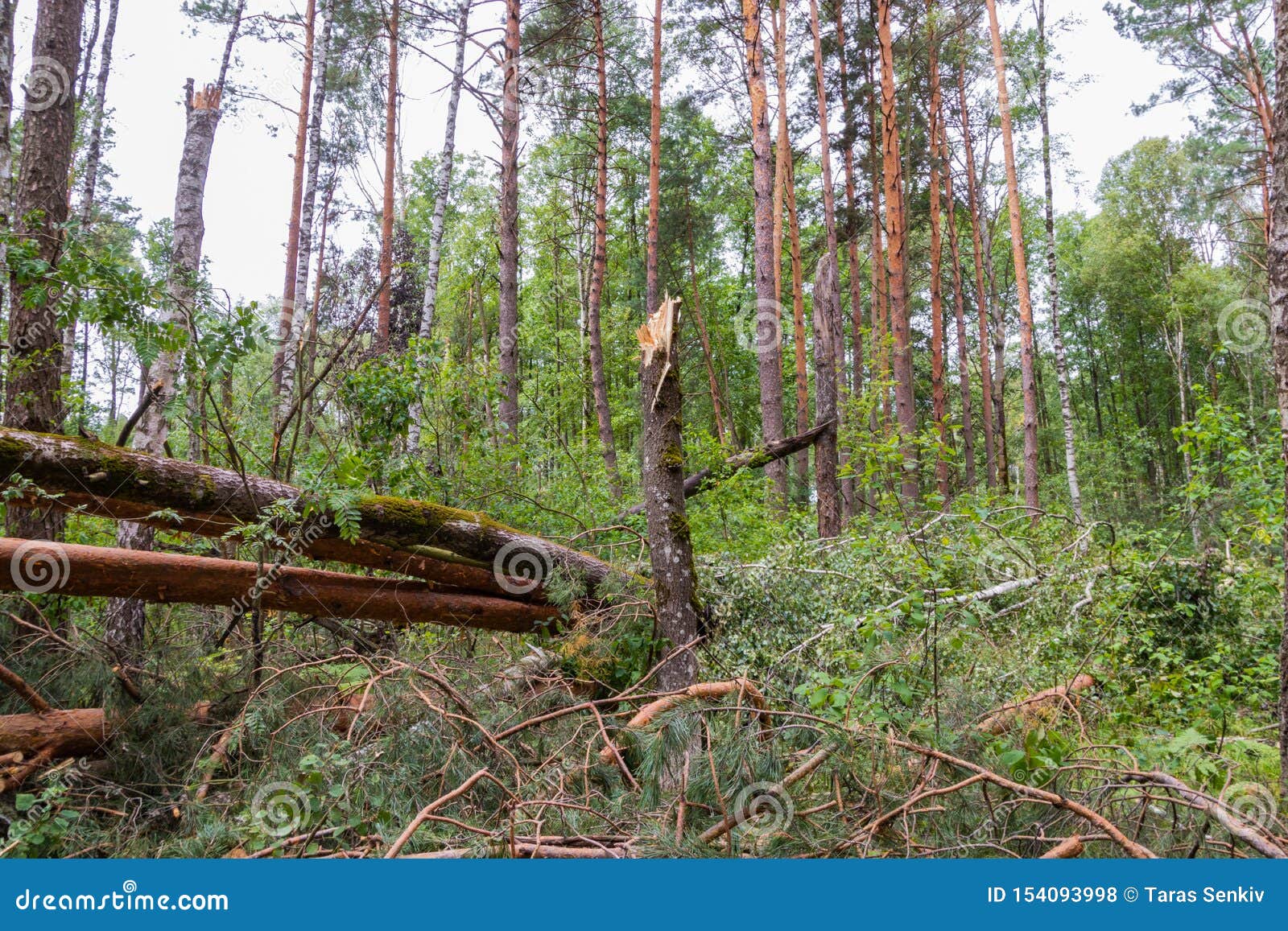 A Hurricane in the Forest Knocked Down Trees and they Fell Stock Photo