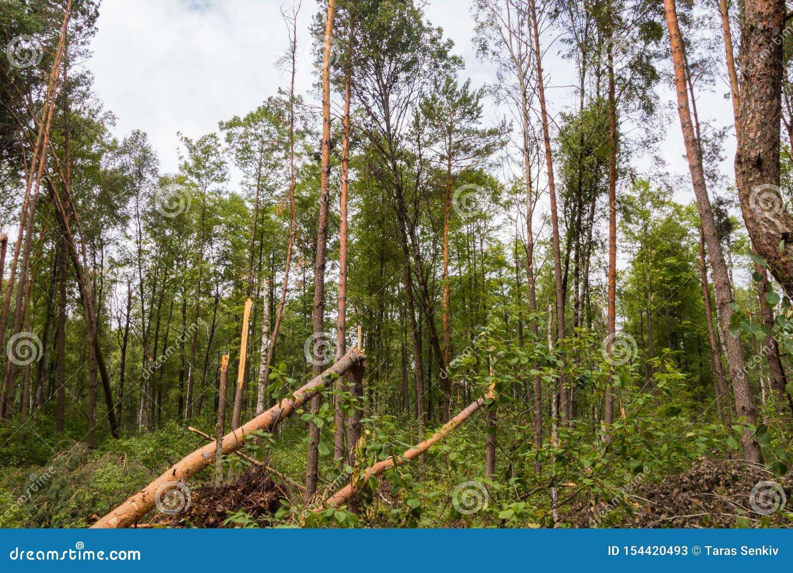 A Hurricane in the Forest Knocked Down Trees and they Fell Stock Image