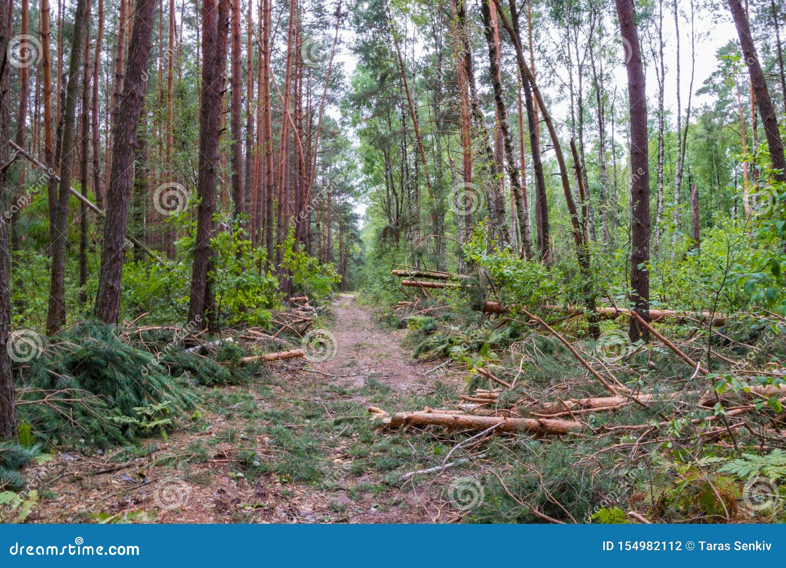 A Hurricane in the Forest Knocked Down Trees and they Fell Stock Photo
