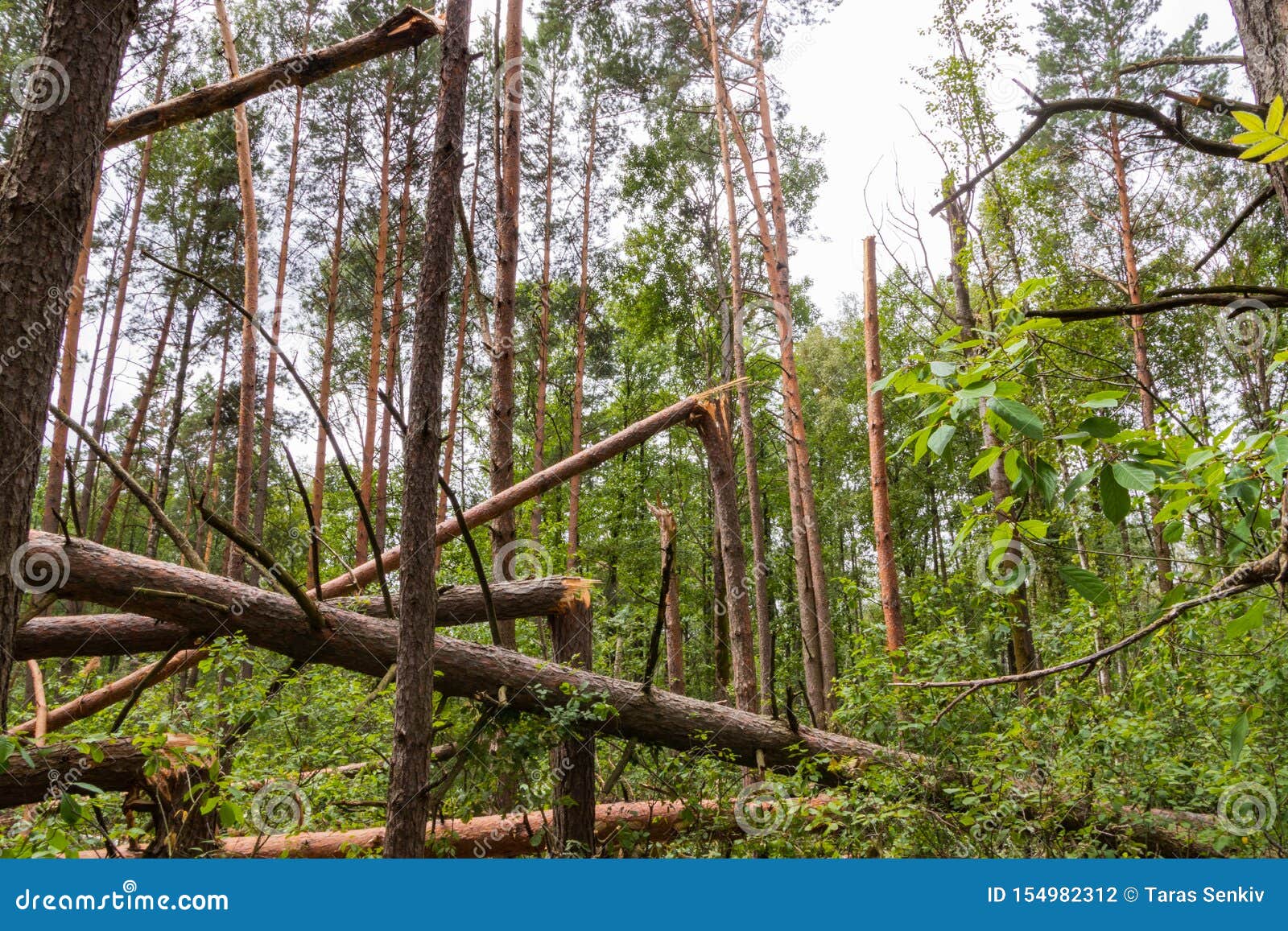 A Hurricane in the Forest Knocked Down Trees and they Fell Stock Photo