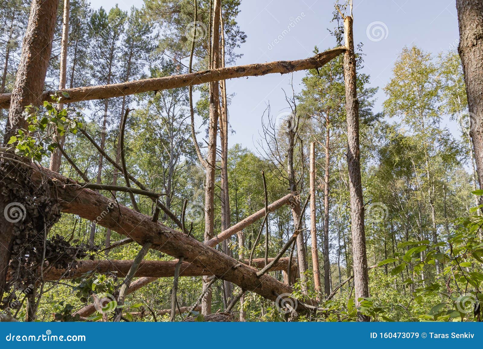 A Hurricane in the Forest Knocked Down Trees and they Fell Stock Image