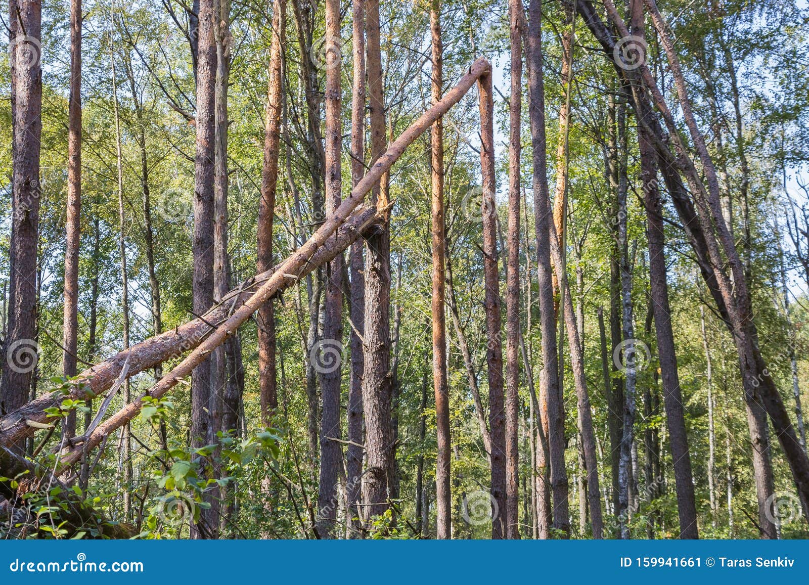 A Hurricane in the Forest Knocked Down Trees and they Fell Stock Image