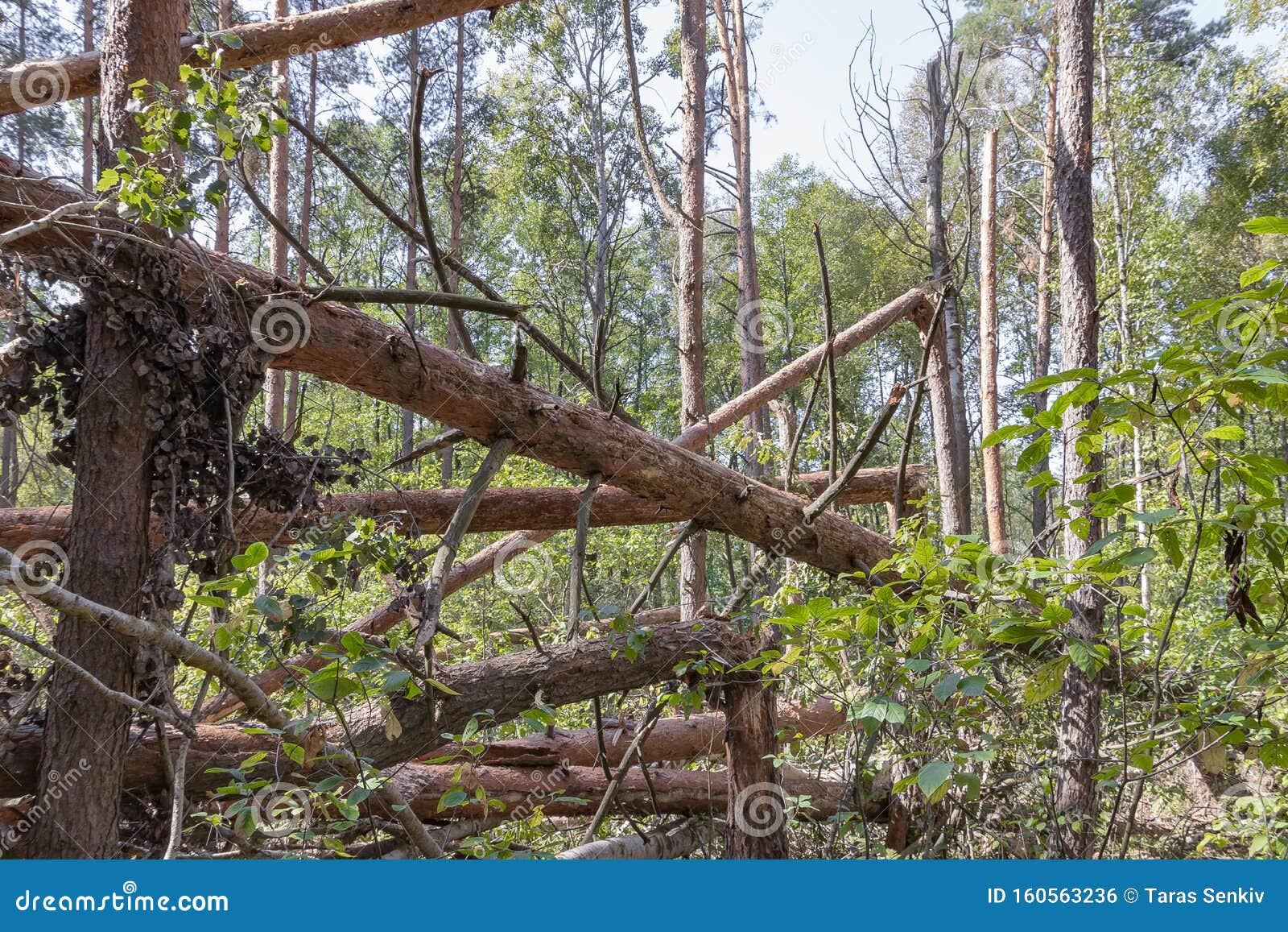 A Hurricane in the Forest Knocked Down Trees and they Fell Stock Photo