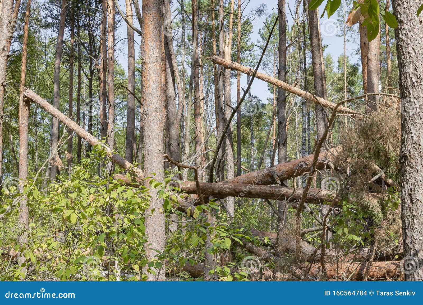 A Hurricane in the Forest Knocked Down Trees and they Fell Stock Photo