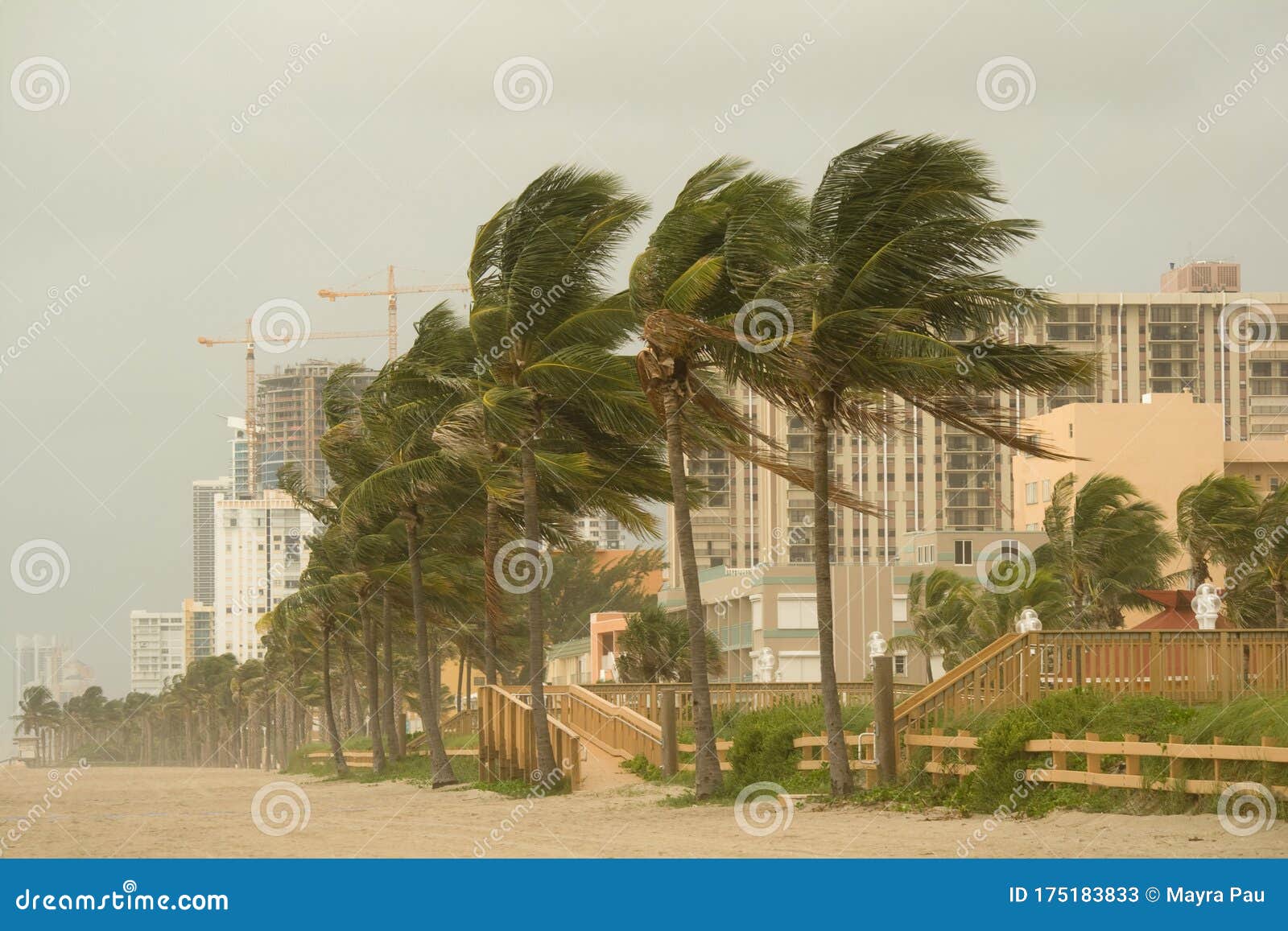 palm trees during hurrican gustav in florida