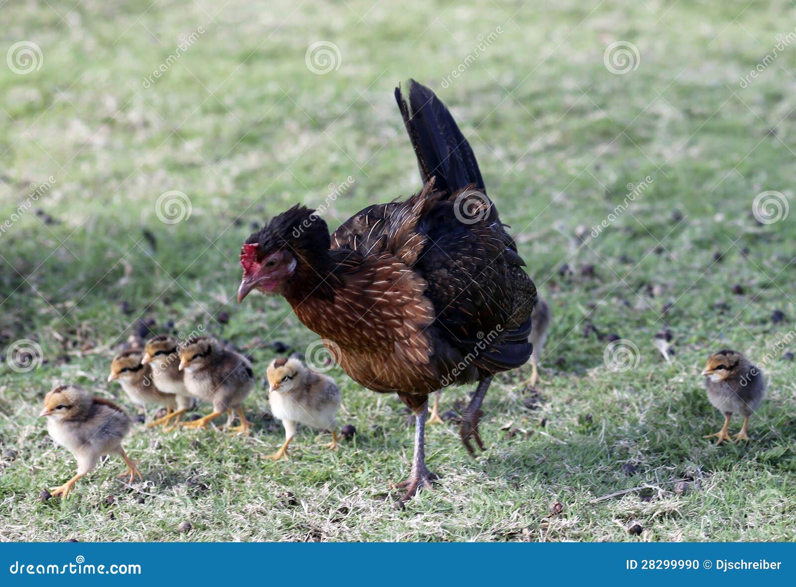 Hurricane Iniki Chickens stock photo. Image of iniki 28299990