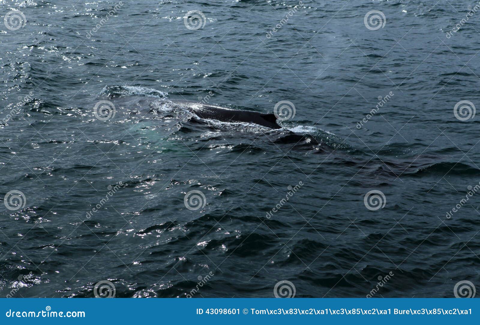 husavik whales
