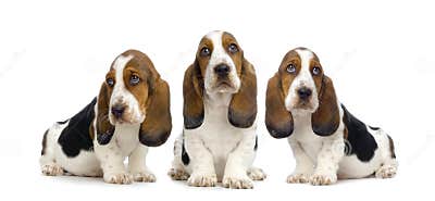 Hush Puppies stock image. Image of cute, domestic, depresive - 2236847