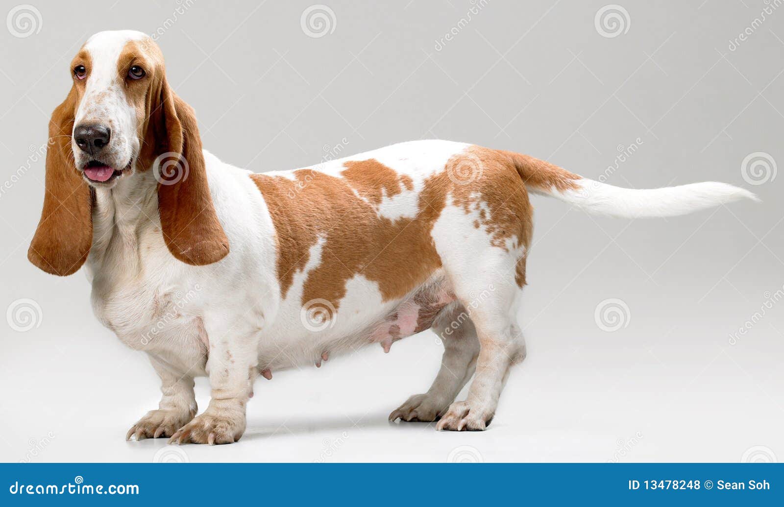 Hush Puppy stock Image of view, hound, 13478248