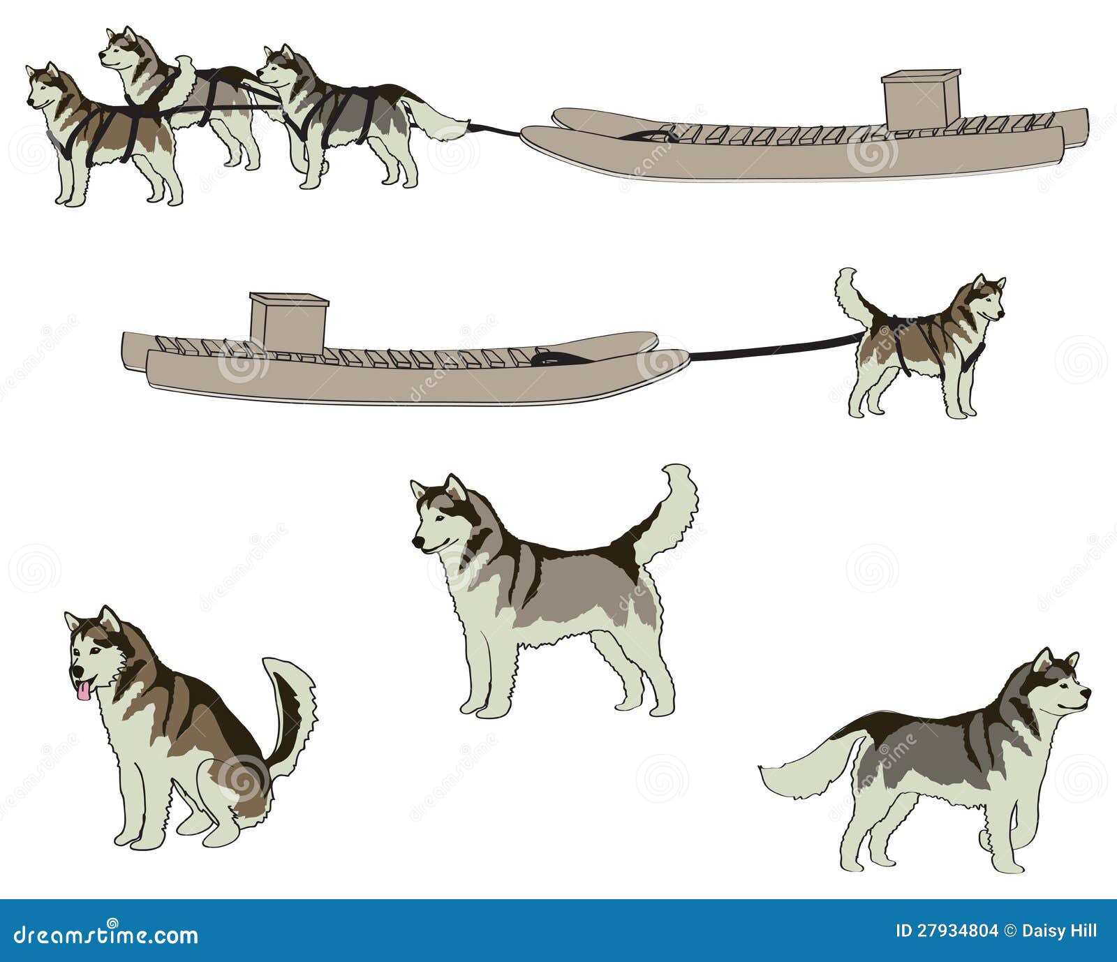 What Are The Positions Of Sled Dogs