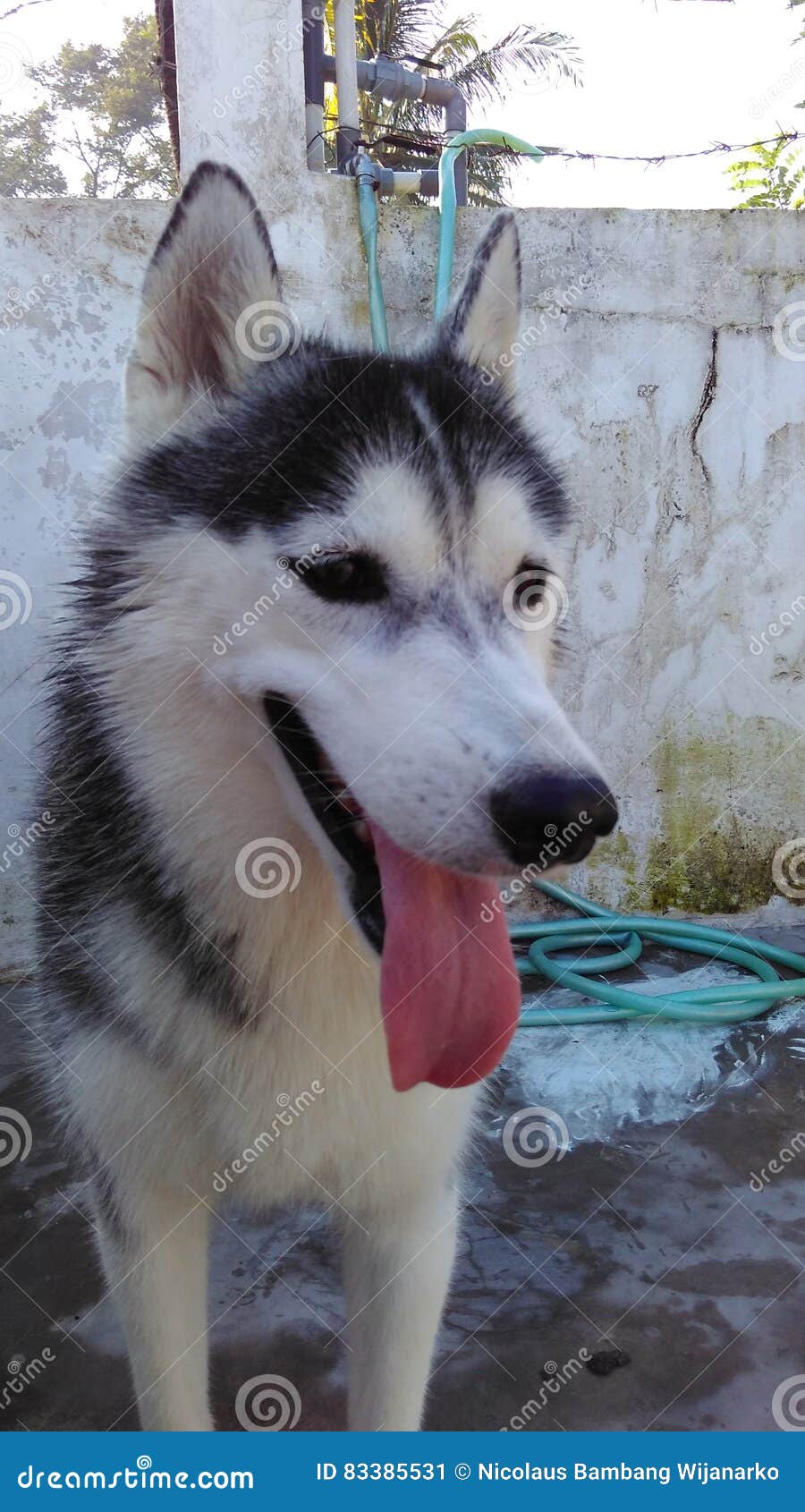 Huskies stock image. Image of husky, nice, siberian, stage 83385531