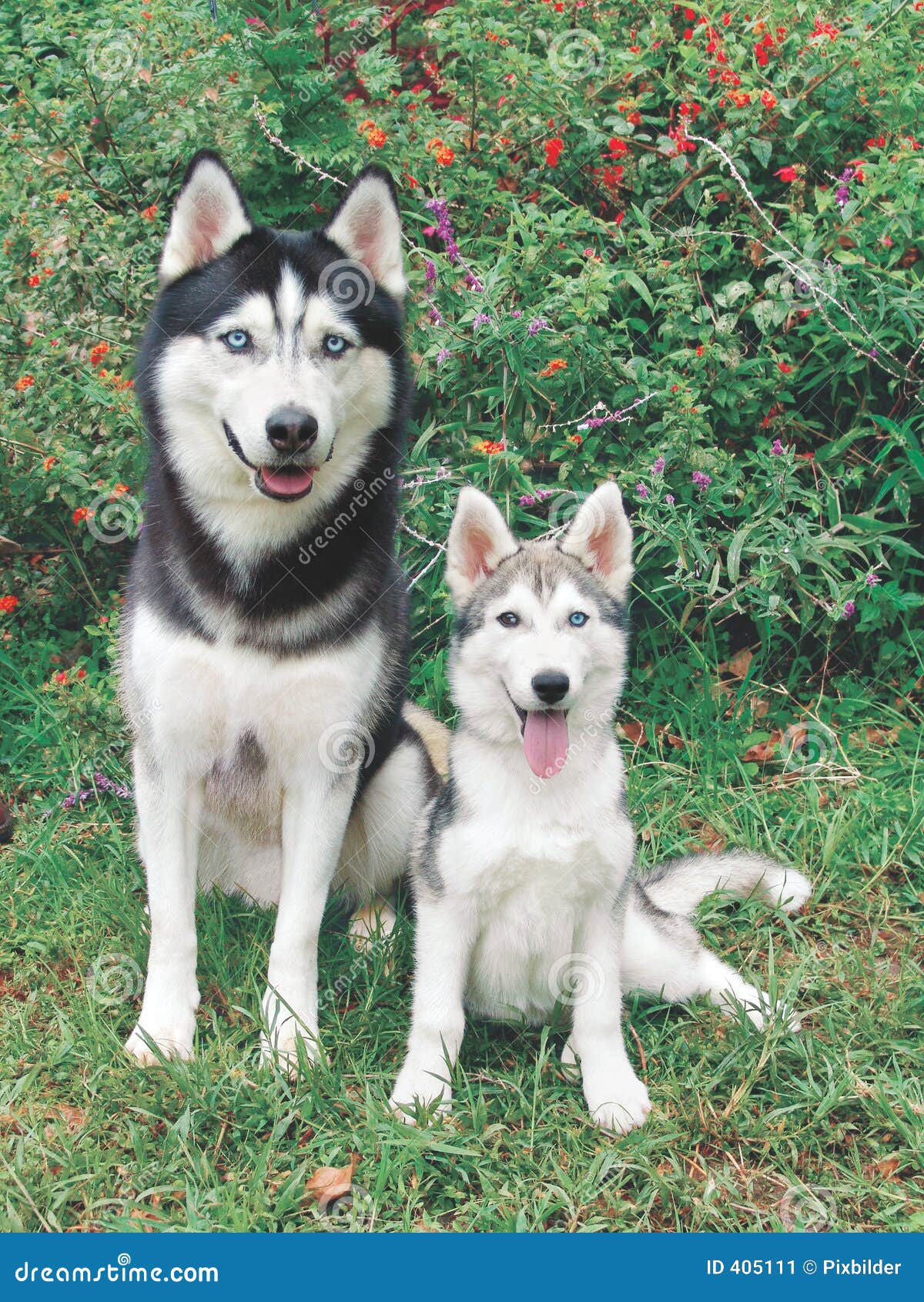 Husky Adult And Puppy Stock Image Image 405111