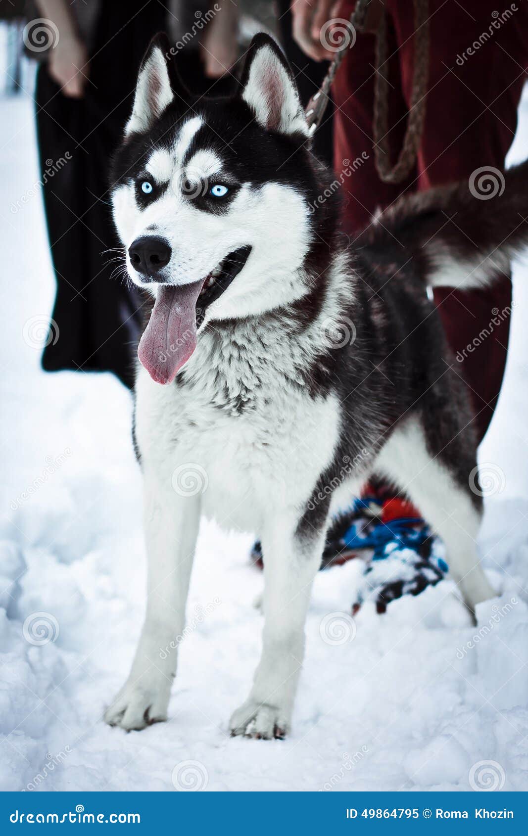 Husky blue eyes. The my husky on holidays my love dog blue eyes