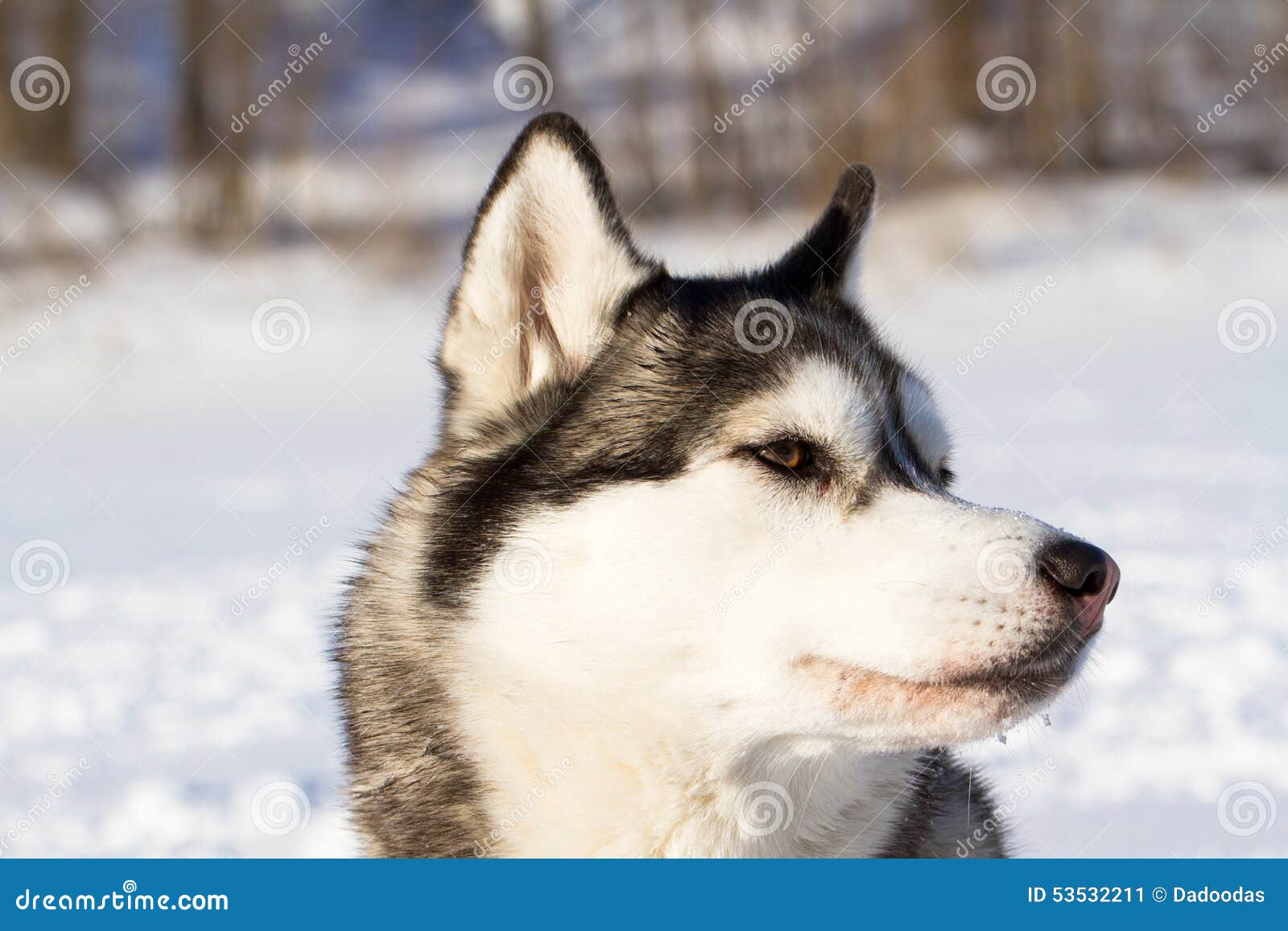 Husky Breed of Dog in the Snow Stock Image Image of portrait, sled