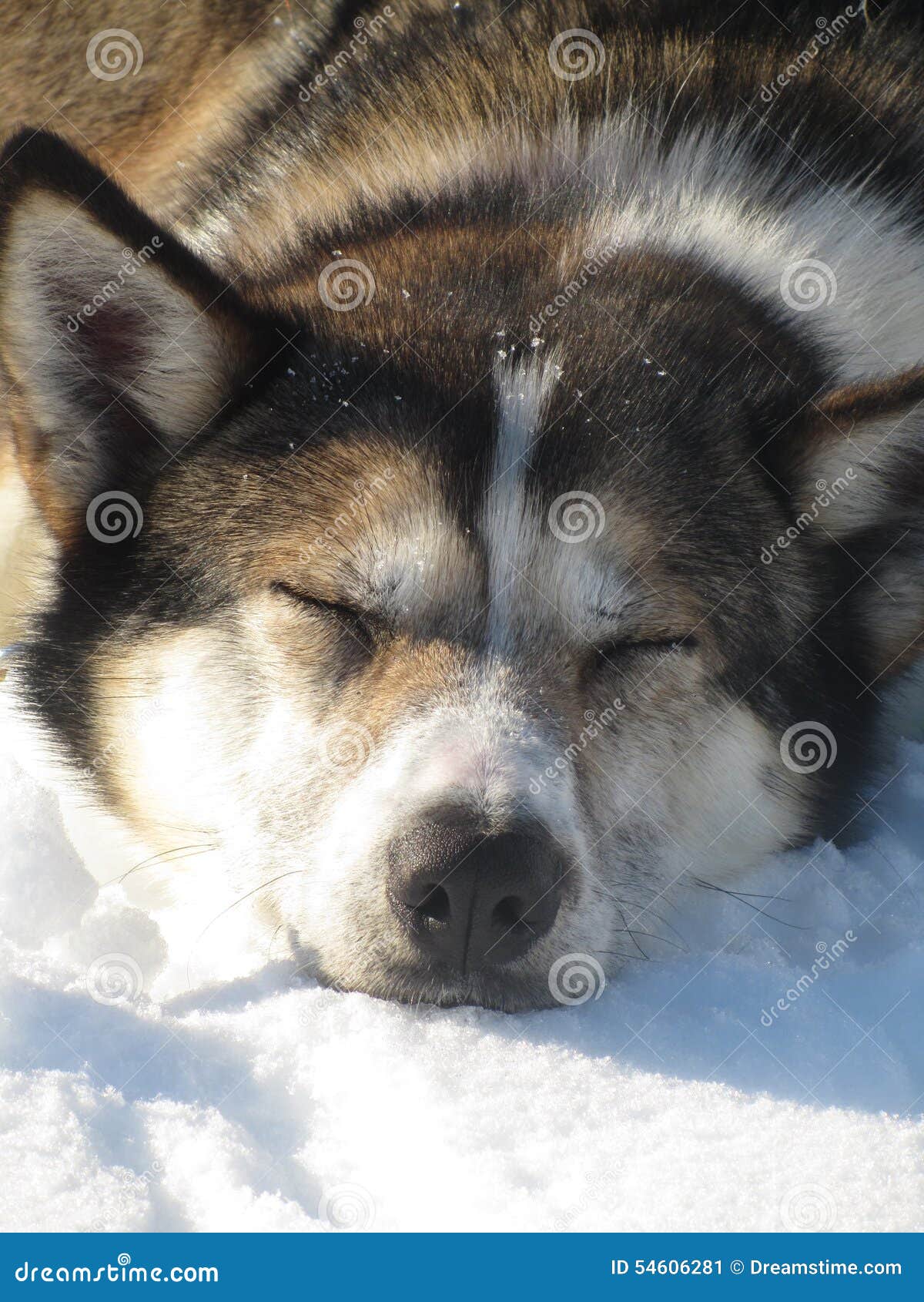 Husky stock image. Image of mountain, sledging, tied 54606281