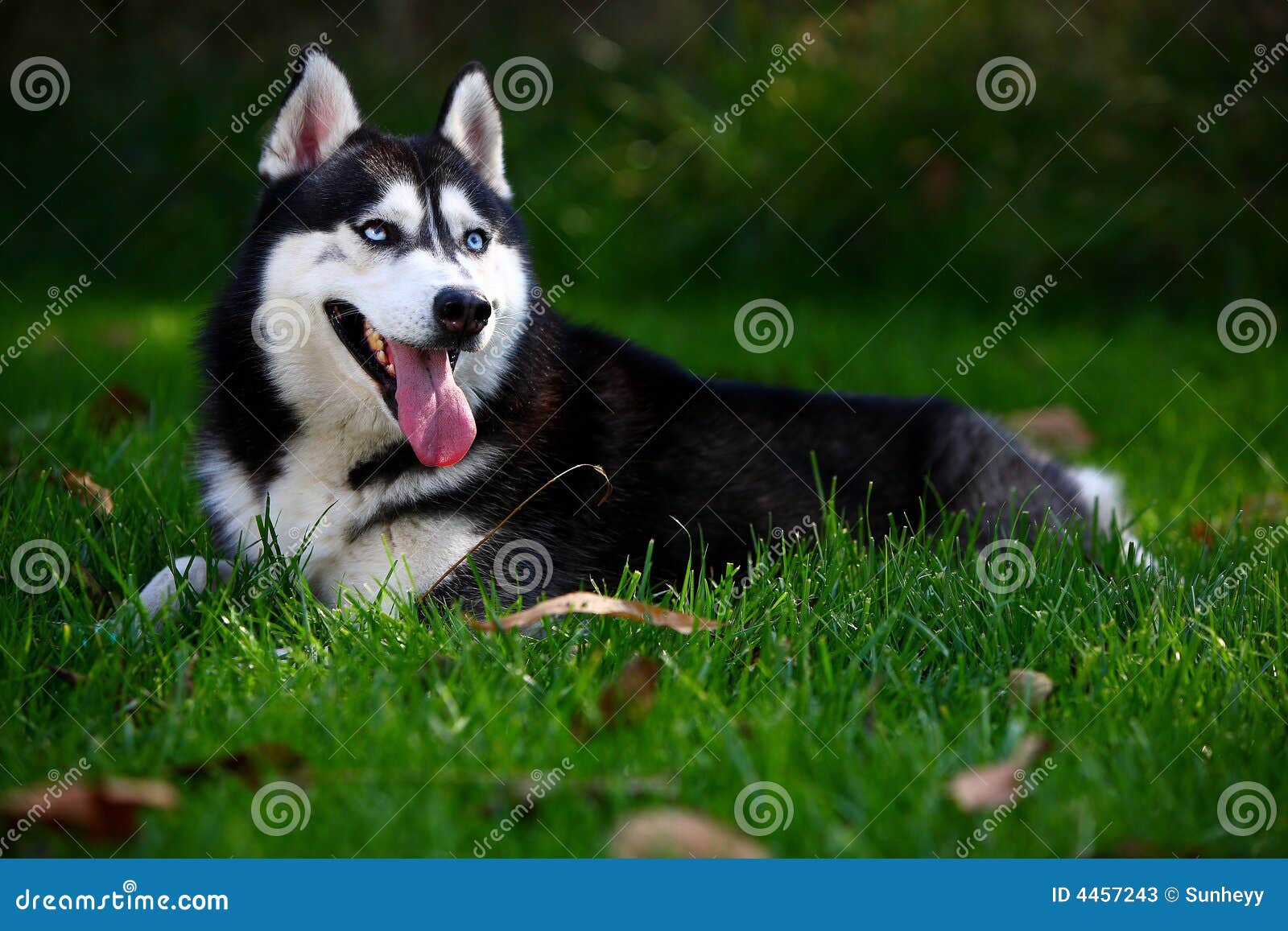 husky dog