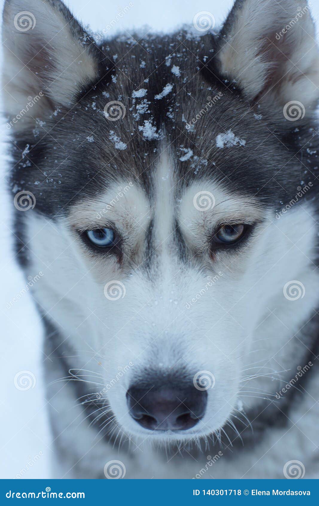 Husky Dog Breed Muzzle Closeup with Snowflakes, Different Eyes Stock