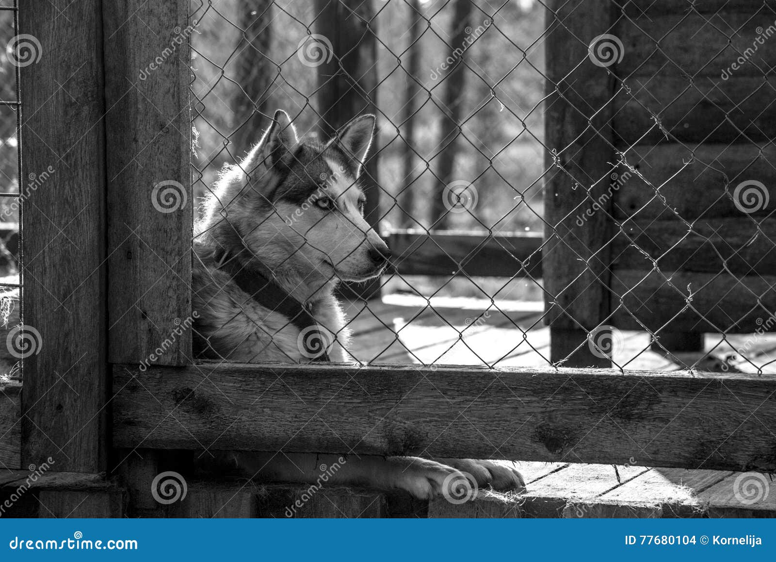 Husky dog in the cage stock photo. Image of head, pets 77680104