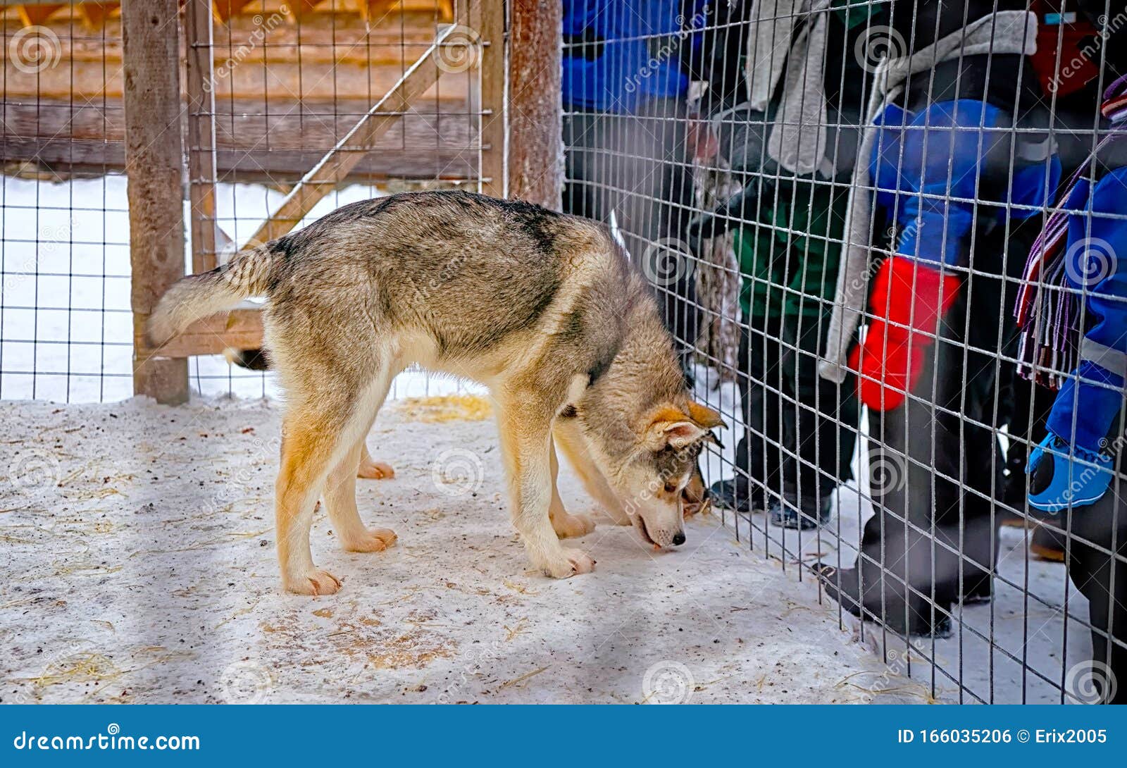 Husky Dog Cage Stock Photos Download 408 Royalty Free Photos