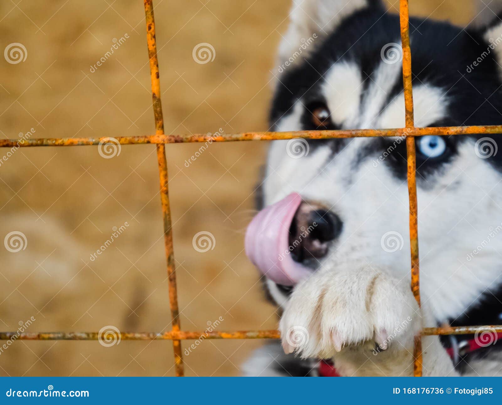 Do Huskies Have Black Eyes