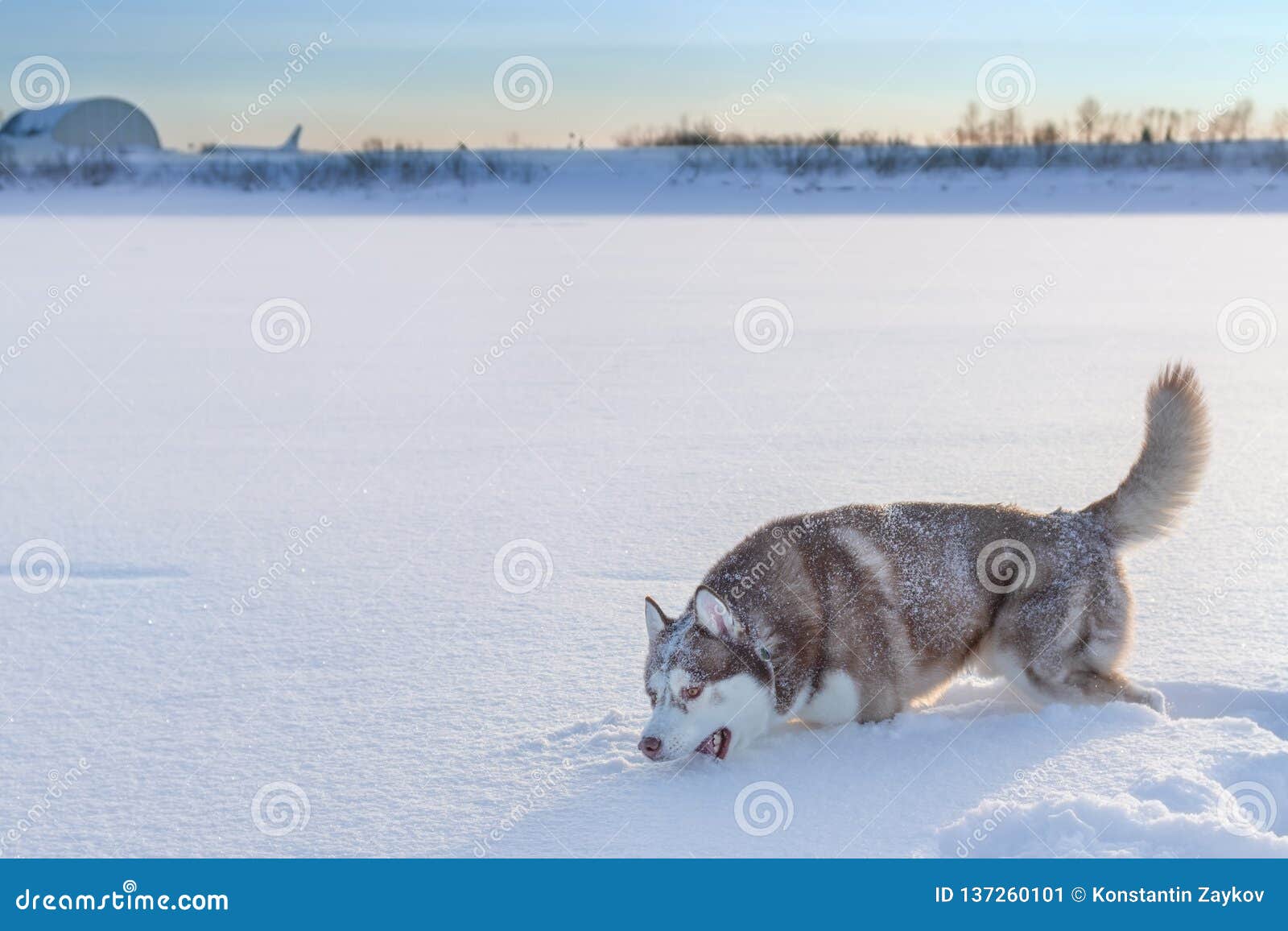 Husky Dog Eating Snow On Walk Stock Image Image Of Animal Brown 137260101