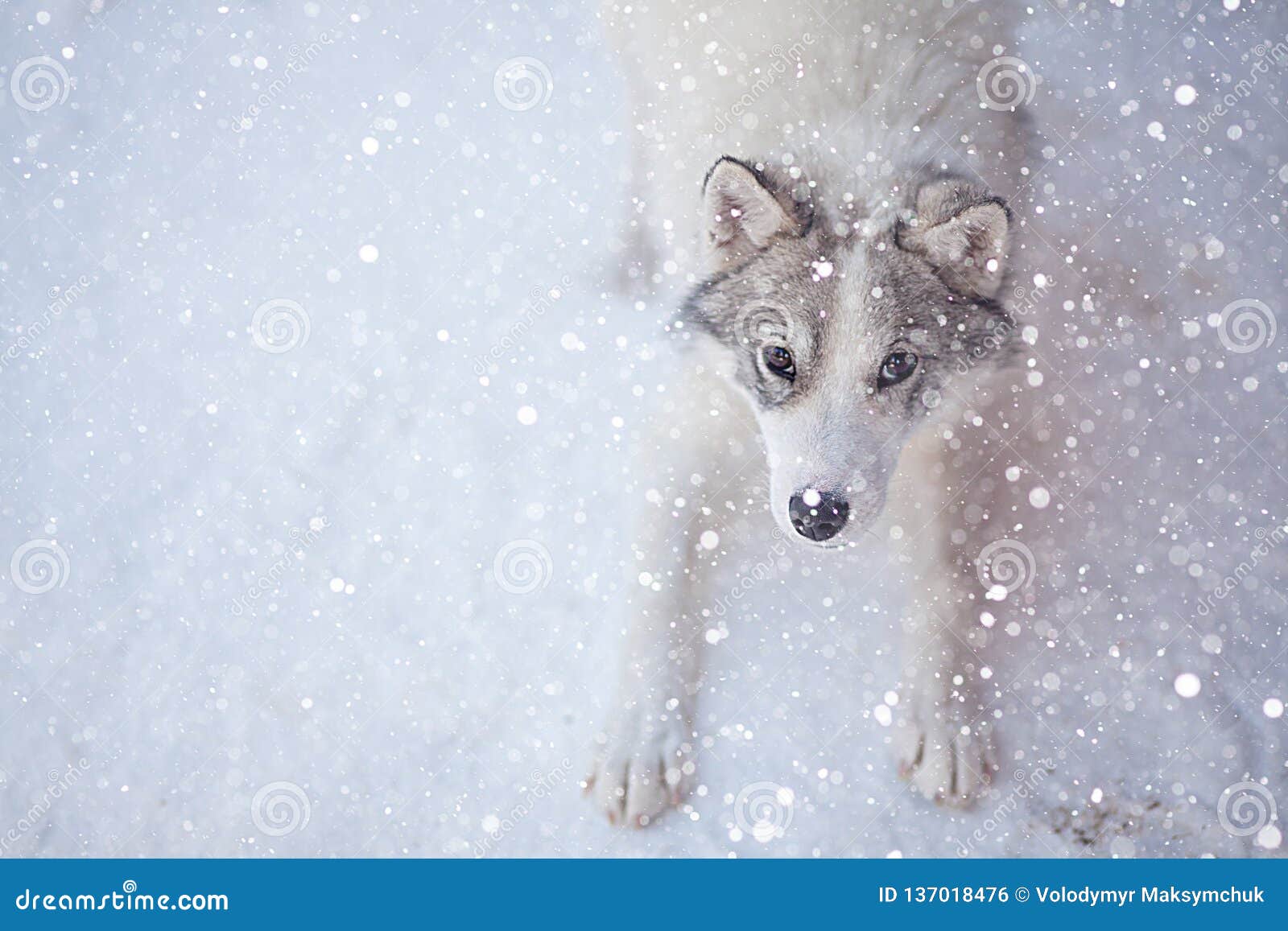 Husky Dog Grey And White Colour With Blue Eyes In Winter ...