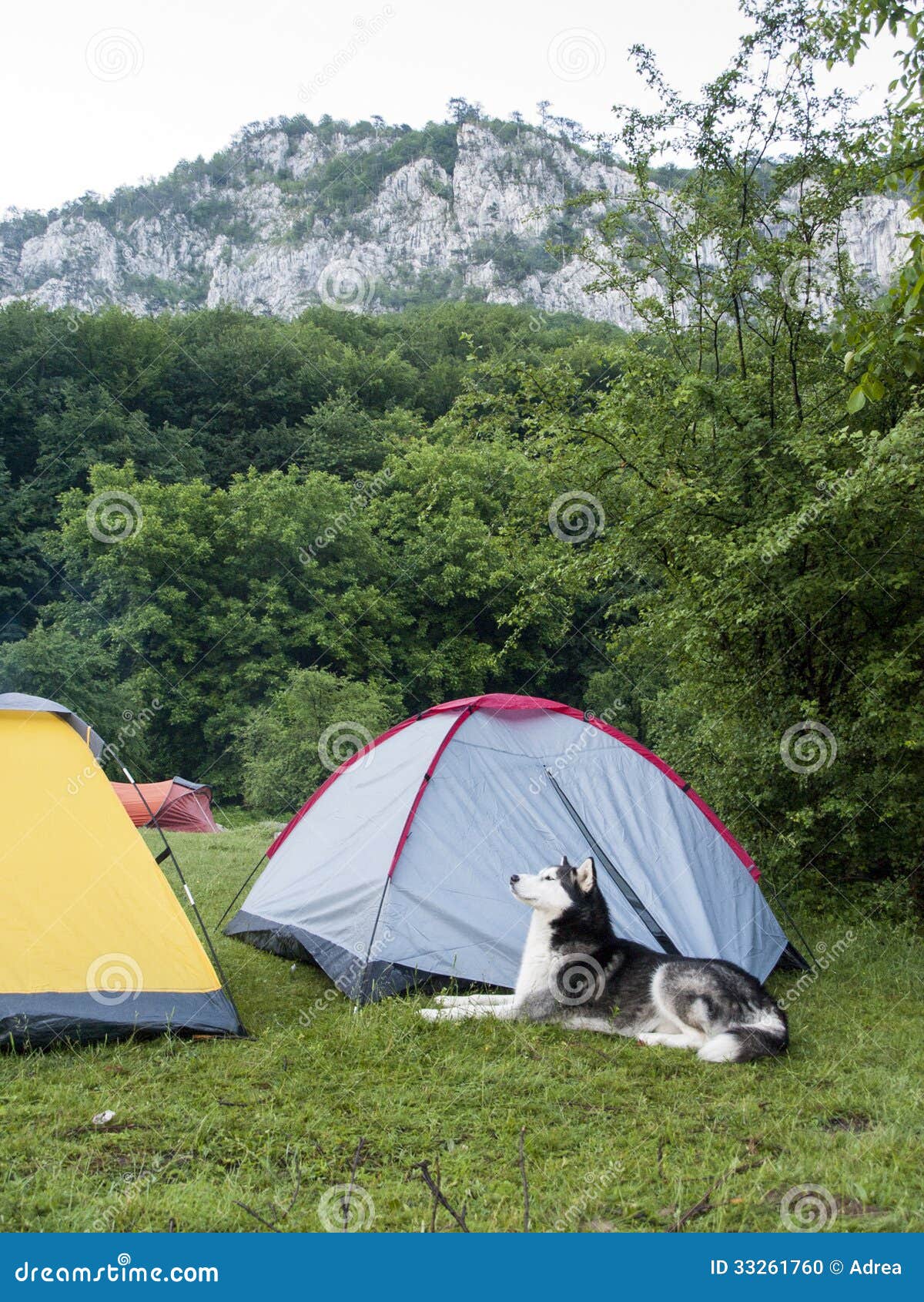 Husky Dog Guarding the Masters Tent Stock Photo Image of close