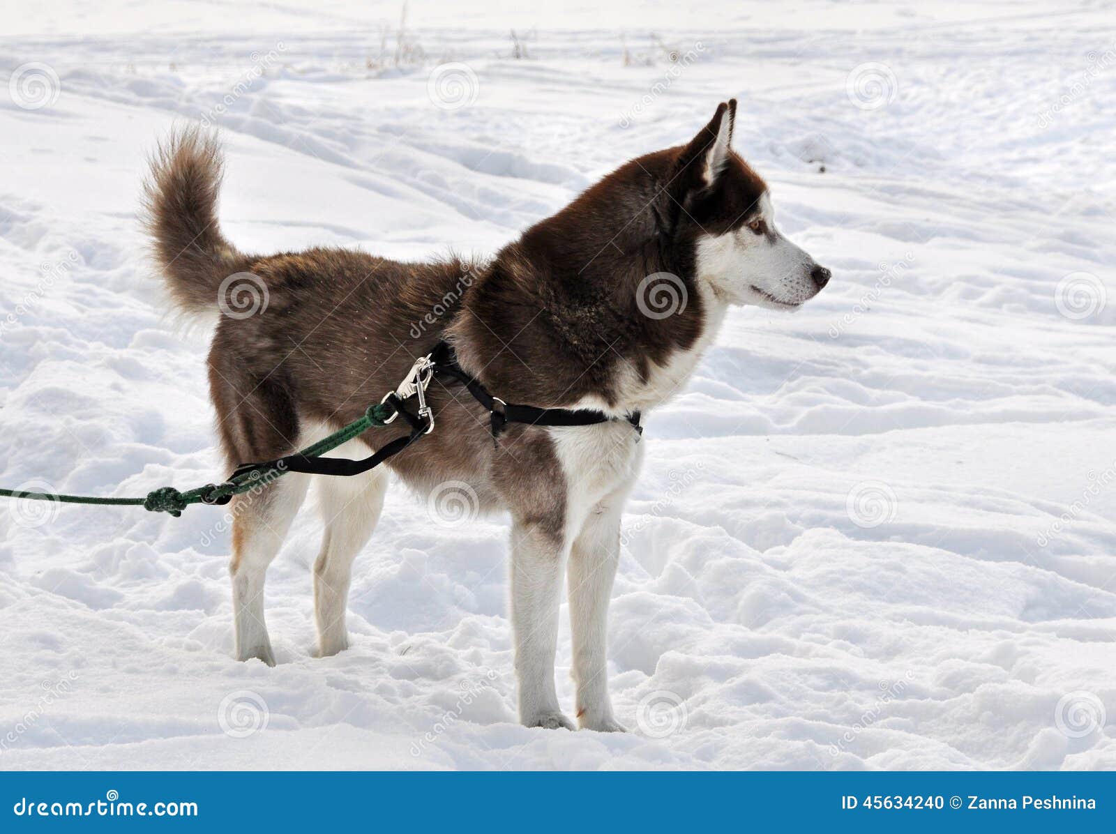 Husky dog on a leash stock photo. Image of joyful, domestic 45634240