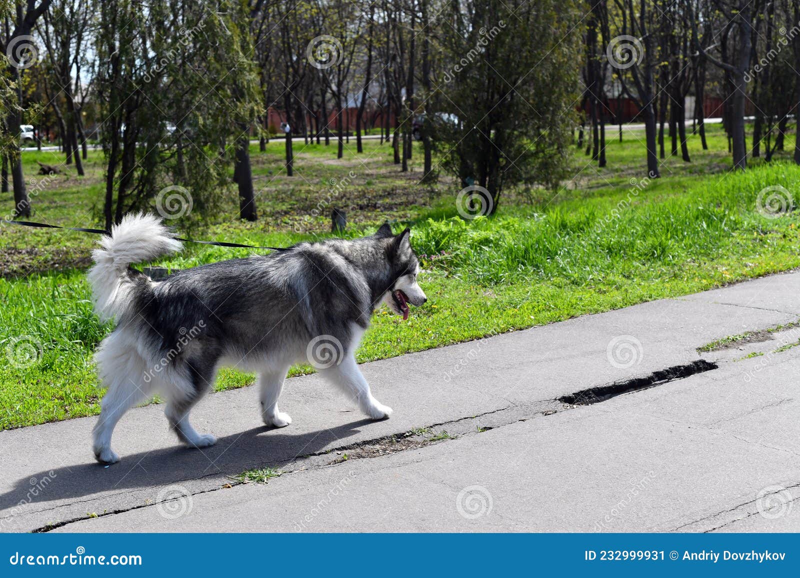 Husky Dog on a Leash for a Walk in the Park with the Owner Stock Image