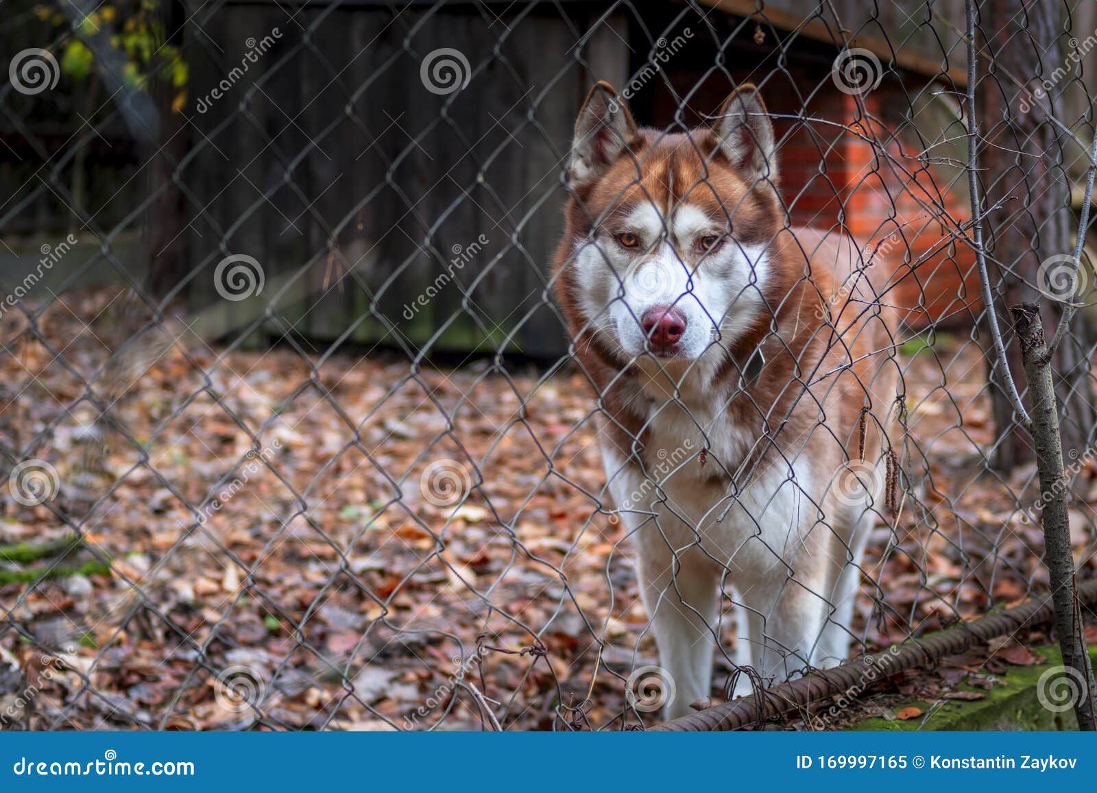 outdoor dog kennel for husky