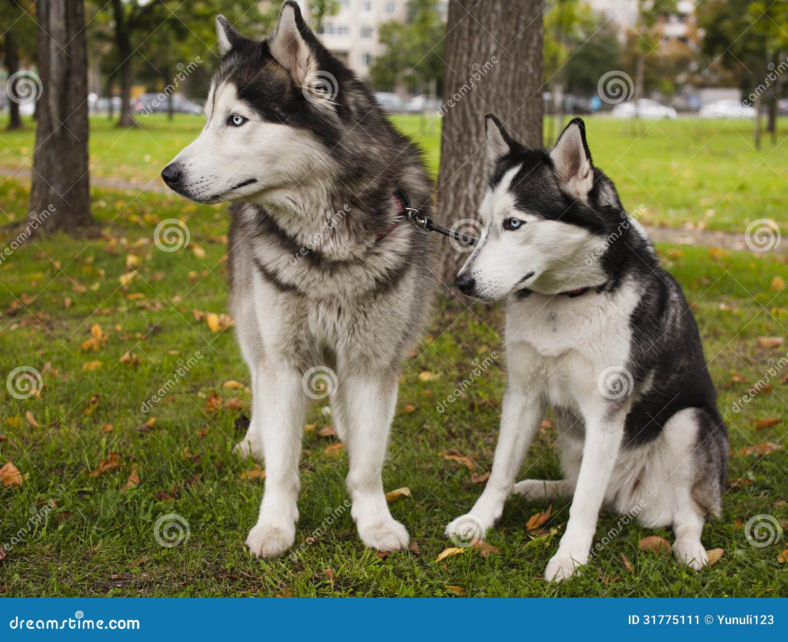 Husky dog outside stock image. Image of outdoors, foreground 31775111