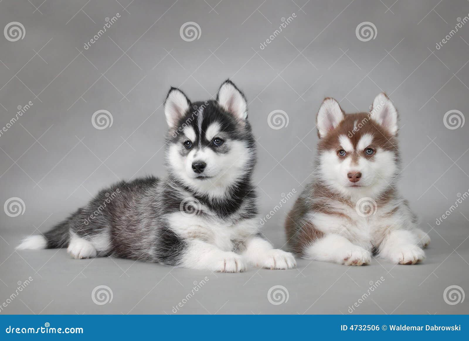 husky dog puppies